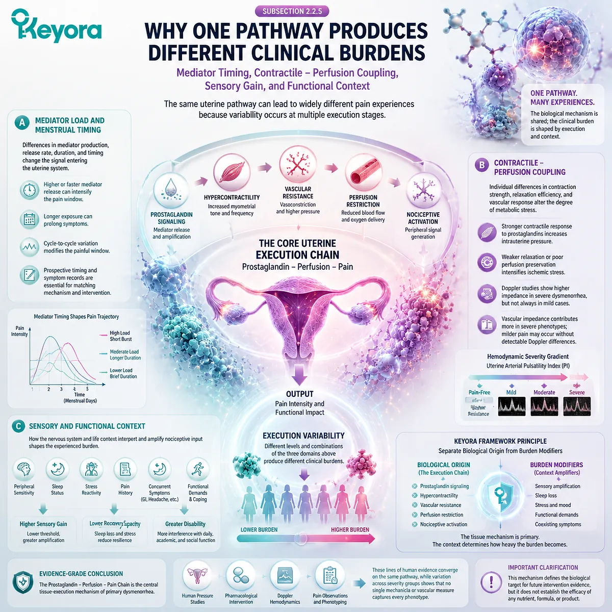 Primary dysmenorrhea variability pathway showing prostaglandin timing, contractile-perfusion coupling, sensory gain, functional burden, and Keyora Uterine Contractility - Inflammation Execution Gate. Primary dysmenorrhea variability pathway showing prostaglandin timing, contractile-perfusion coupling, sensory gain, functional burden, and Keyora Uterine Contractility - Inflammation Execution Gate.