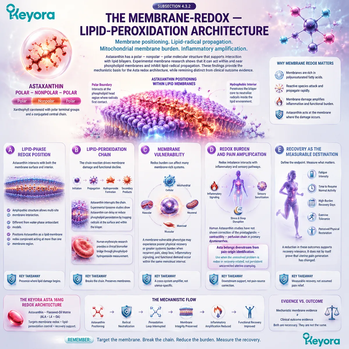 Natural astaxanthin supports membrane lipid protection and oxidative stress balance by limiting lipid peroxidation and promoting physical recovery through Keyora Dysmenorrhea Pain-Amplification and Residual-Bottleneck Matrix. Natural astaxanthin supports membrane lipid protection and oxidative stress balance by limiting lipid peroxidation and promoting physical recovery through Keyora Dysmenorrhea Pain-Amplification and Residual-Bottleneck Matrix.