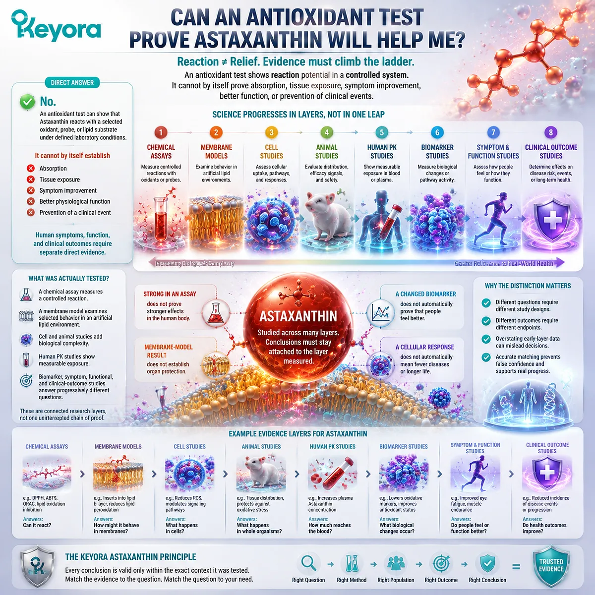 Astaxanthin antioxidant assays show chemical redox activity but require human exposure and outcome evidence, structured by the Keyora Astaxanthin Matrix evidence hierarchy. Astaxanthin antioxidant assays show chemical redox activity but require human exposure and outcome evidence, structured by the Keyora Astaxanthin Matrix evidence hierarchy.