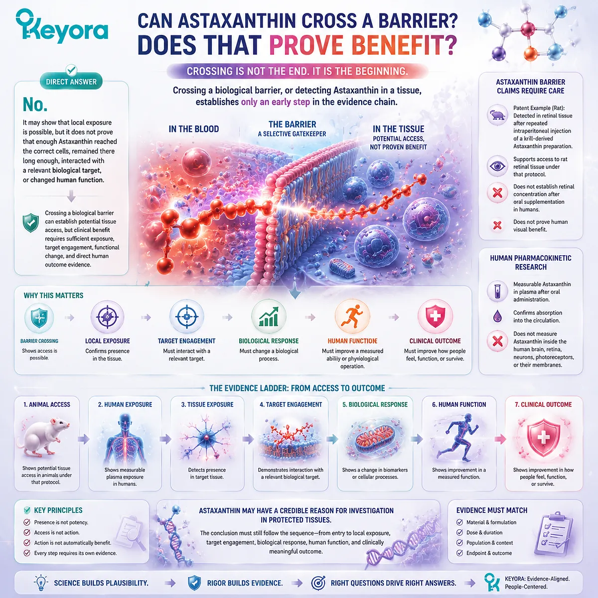 Astaxanthin tissue access requires proof beyond barrier crossing, linking exposure, target engagement, and human function through Keyora Astaxanthin Matrix. Astaxanthin tissue access requires proof beyond barrier crossing, linking exposure, target engagement, and human function through Keyora Astaxanthin Matrix.