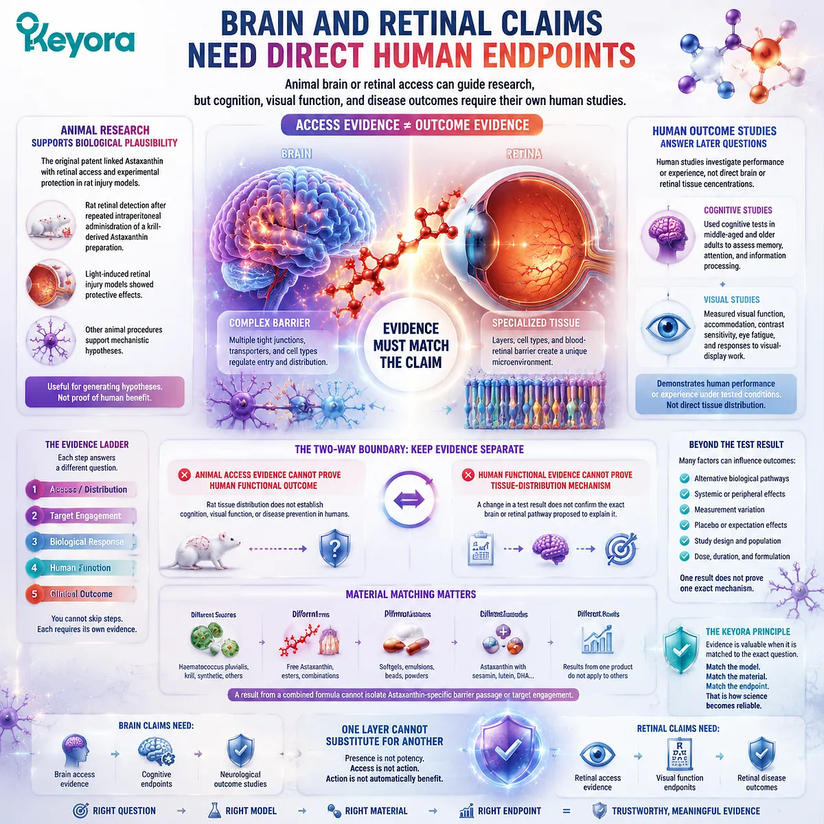 Astaxanthin brain and retinal benefits require direct human cognitive and visual endpoints beyond animal access studies, guided by Keyora Astaxanthin Matrix. Astaxanthin brain and retinal benefits require direct human cognitive and visual endpoints beyond animal access studies, guided by Keyora Astaxanthin Matrix.