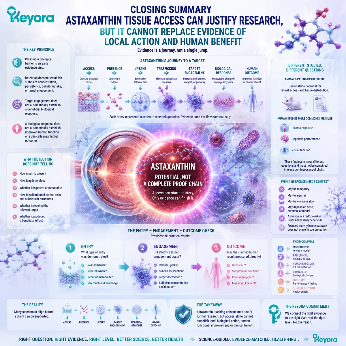 Astaxanthin tissue access requires validation beyond barrier entry, connecting target engagement and human outcomes through the Keyora Entry-Engagement-Outcome Check. Astaxanthin tissue access requires validation beyond barrier entry, connecting target engagement and human outcomes through the Keyora Entry-Engagement-Outcome Check.