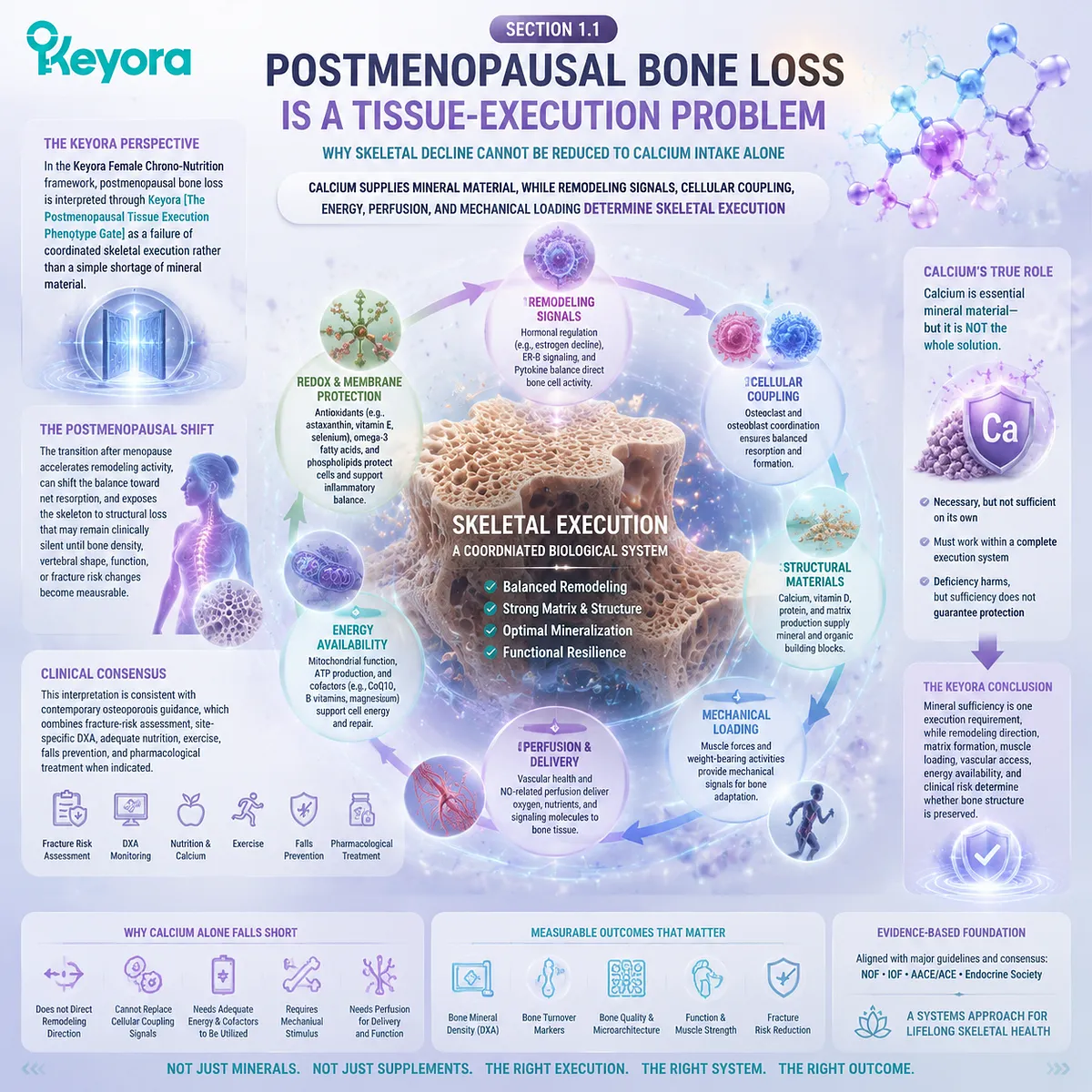 Postmenopausal bone loss involves calcium balance, bone remodeling, vascular access, energy availability, and mechanical loading through Keyora Tissue Execution Phenotype Gate. Postmenopausal bone loss involves calcium balance, bone remodeling, vascular access, energy availability, and mechanical loading through Keyora Tissue Execution Phenotype Gate.