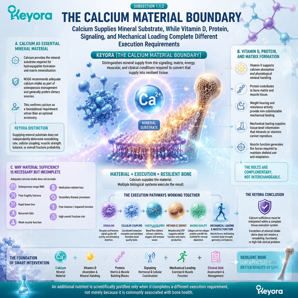 Calcium supports bone mineral substrate while vitamin D, protein, signaling, and mechanical loading coordinate skeletal function through Keyora Calcium Material Boundary. Calcium supports bone mineral substrate while vitamin D, protein, signaling, and mechanical loading coordinate skeletal function through Keyora Calcium Material Boundary.
