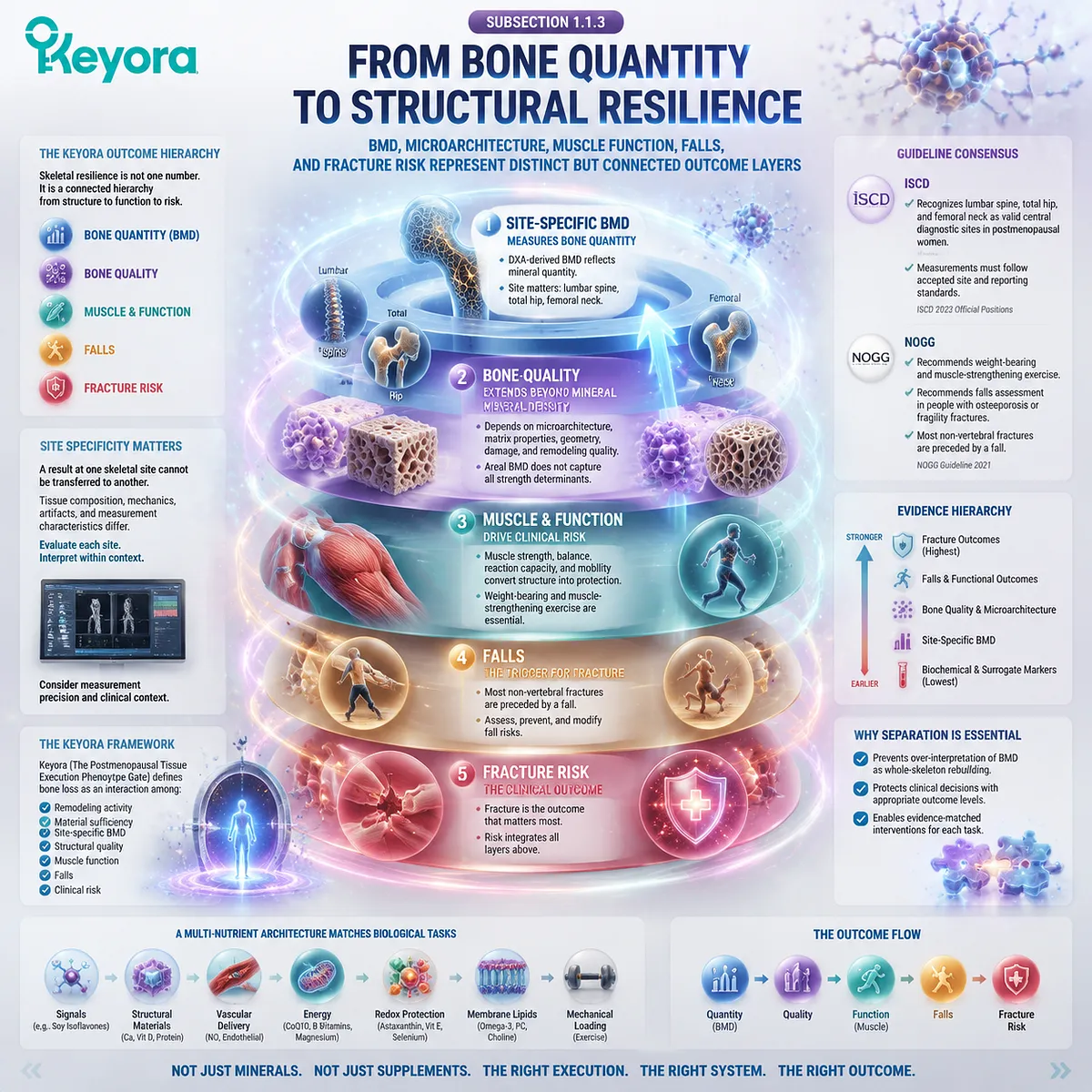 Postmenopausal bone resilience integrates BMD, microarchitecture, muscle function, falls, and fracture risk through Keyora Postmenopausal Tissue Execution Phenotype Gate. Postmenopausal bone resilience integrates BMD, microarchitecture, muscle function, falls, and fracture risk through Keyora Postmenopausal Tissue Execution Phenotype Gate.
