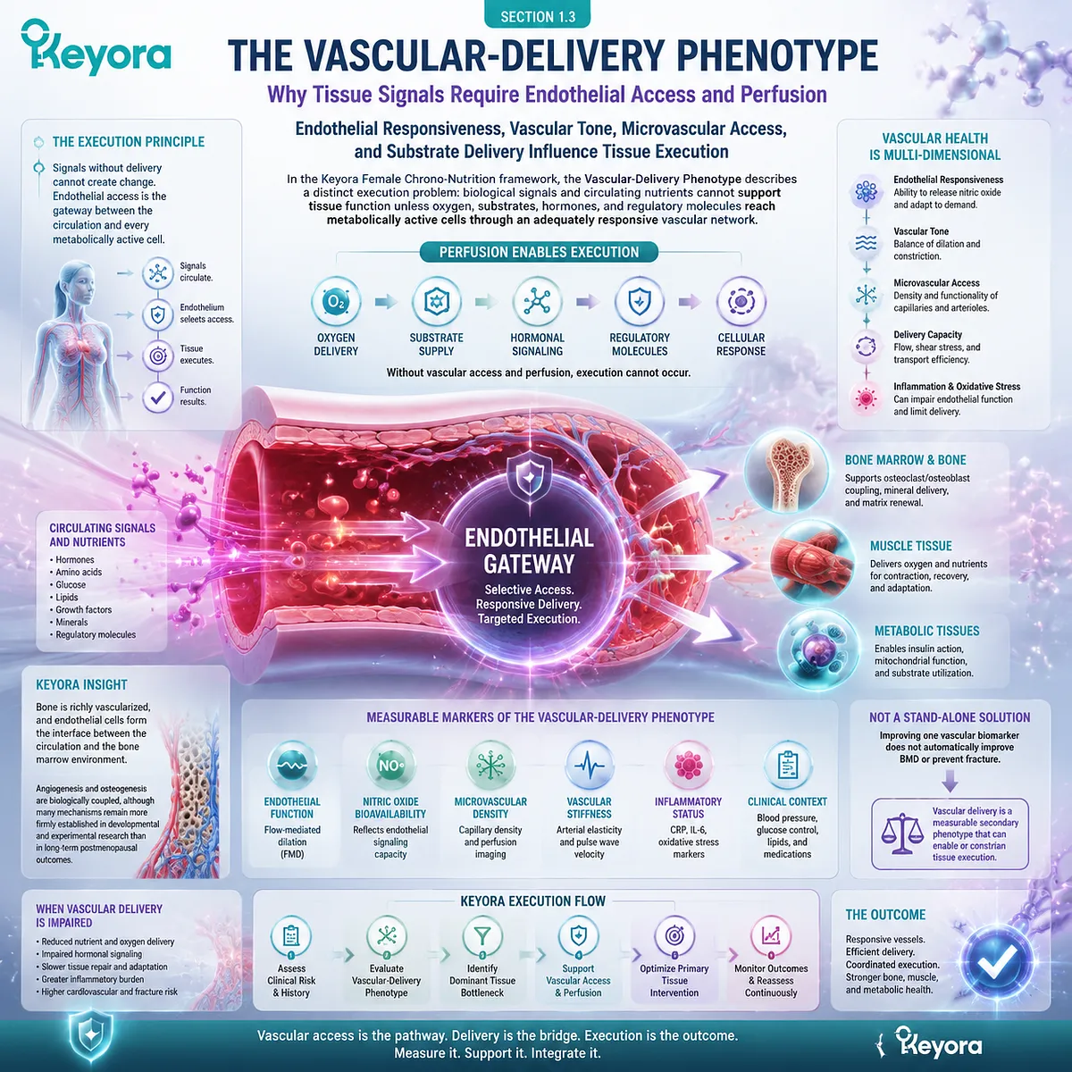Postmenopausal bone support involves vascular delivery, endothelial responsiveness, microvascular access, and tissue perfusion through Keyora Postmenopausal Tissue Execution Phenotype Gate. Postmenopausal bone support involves vascular delivery, endothelial responsiveness, microvascular access, and tissue perfusion through Keyora Postmenopausal Tissue Execution Phenotype Gate.