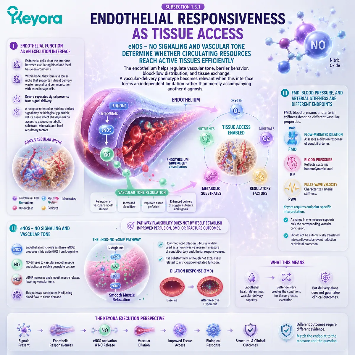 Postmenopausal vascular support involves eNOS-NO signaling, endothelial responsiveness, blood flow regulation, and tissue access through Keyora Vascular-Delivery Phenotype framework. Postmenopausal vascular support involves eNOS-NO signaling, endothelial responsiveness, blood flow regulation, and tissue access through Keyora Vascular-Delivery Phenotype framework.
