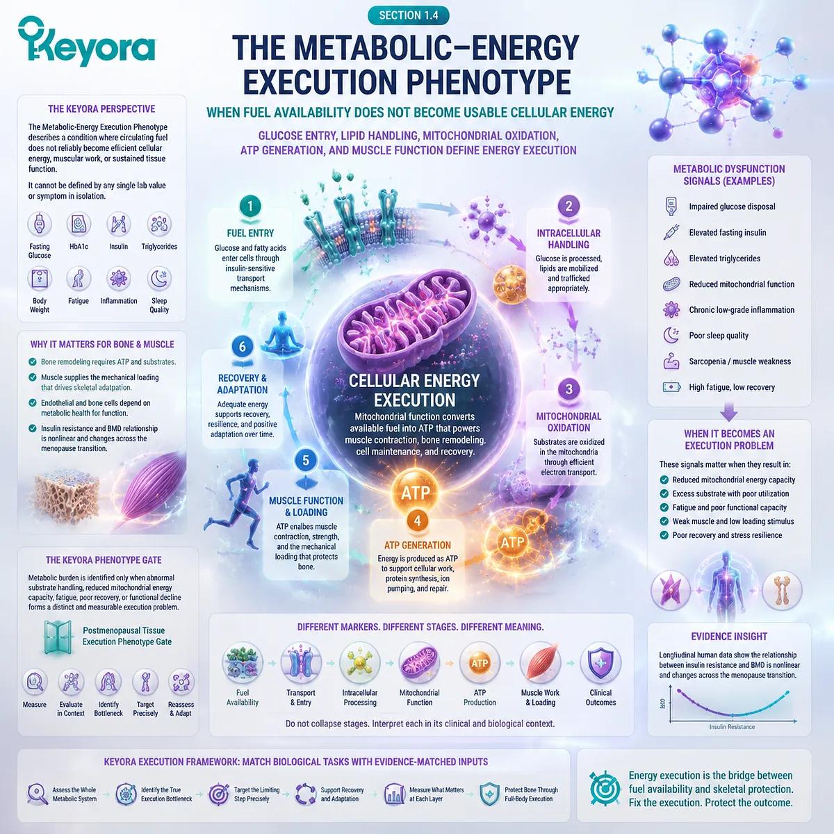 Postmenopausal metabolic energy phenotype links glucose handling, lipid metabolism, mitochondrial ATP, and muscle function through Keyora Postmenopausal Tissue Execution Phenotype Gate. Postmenopausal metabolic energy phenotype links glucose handling, lipid metabolism, mitochondrial ATP, and muscle function through Keyora Postmenopausal Tissue Execution Phenotype Gate.