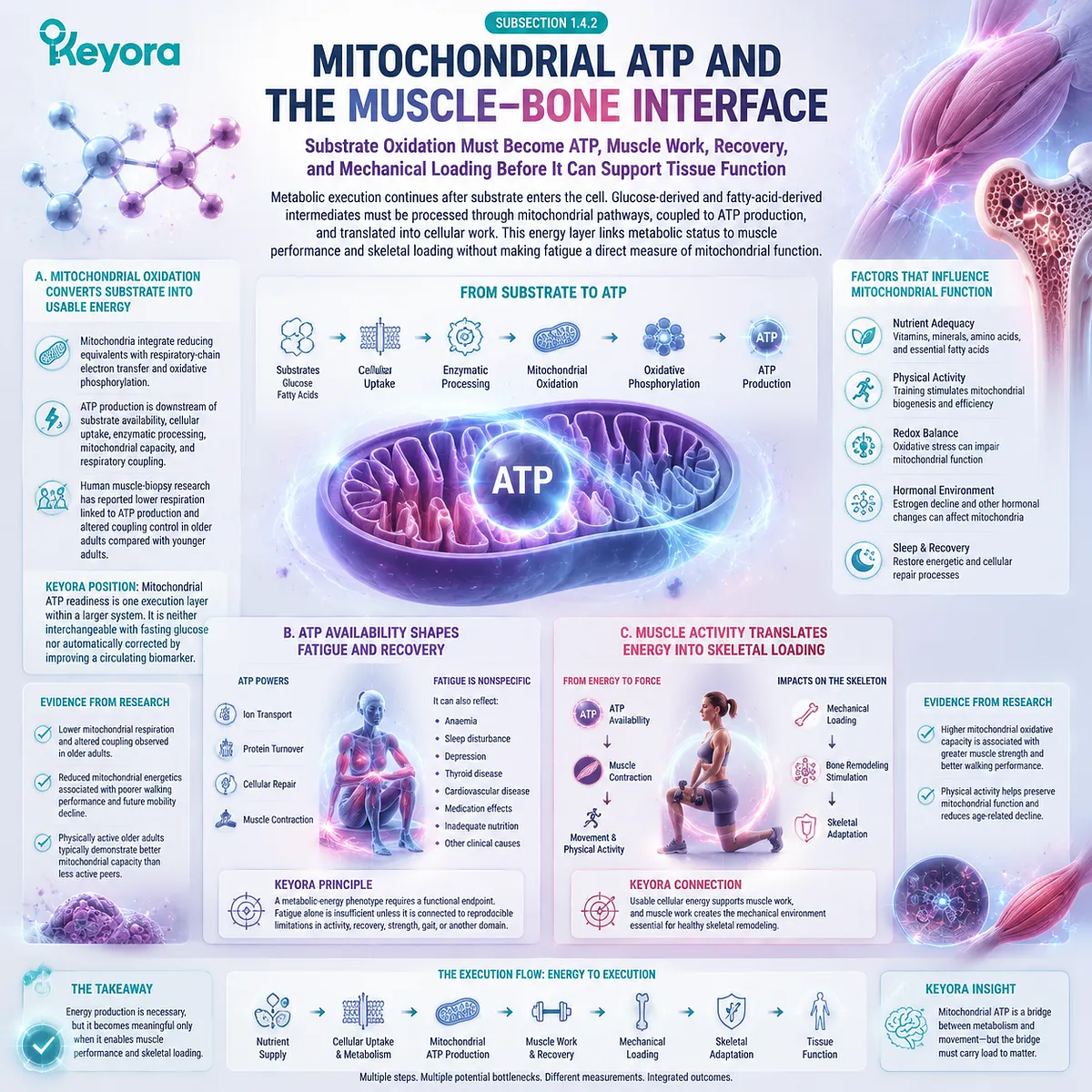 Postmenopausal mitochondrial support connects ATP generation, substrate oxidation, muscle performance, and bone loading through Keyora Metabolic-Energy Execution Phenotype. Postmenopausal mitochondrial support connects ATP generation, substrate oxidation, muscle performance, and bone loading through Keyora Metabolic-Energy Execution Phenotype.