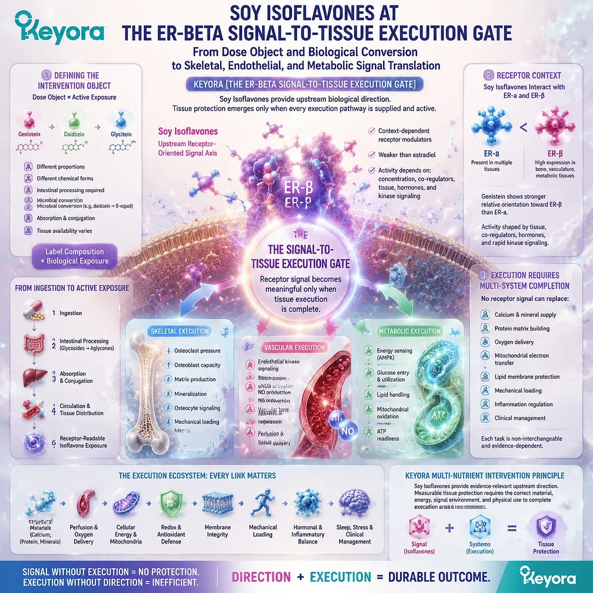 Soy isoflavones engage context-dependent ER-beta signaling to coordinate bone remodeling, endothelial nitric oxide, and metabolic energy pathways within Keyora’s Signal-to-Tissue Execution Gate. Soy isoflavones engage context-dependent ER-beta signaling to coordinate bone remodeling, endothelial nitric oxide, and metabolic energy pathways within Keyora’s Signal-to-Tissue Execution Gate.