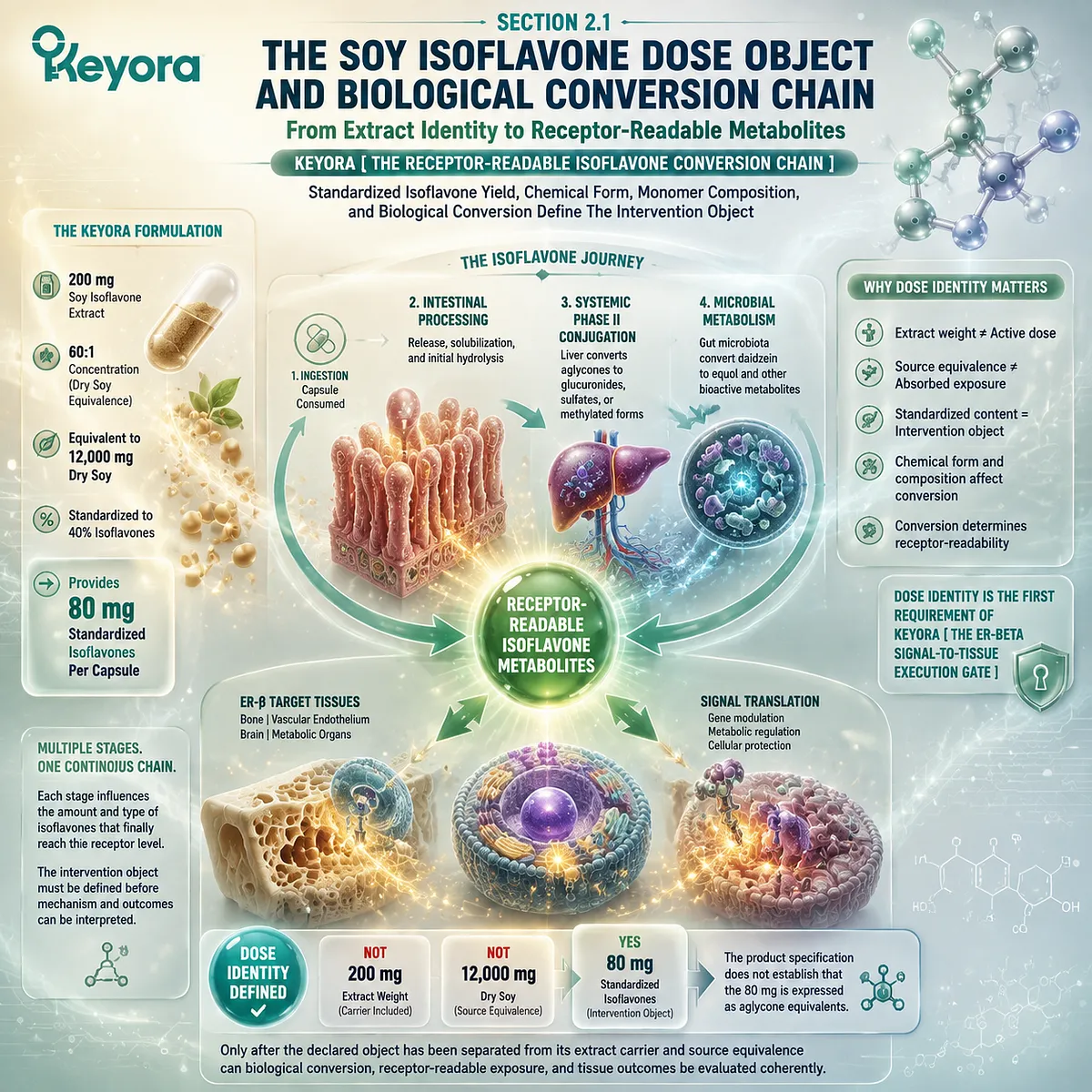 Soy isoflavone dose identity and biological conversion define receptor-readable exposure through standardized isoflavones, chemical form, and Keyora Receptor-Readable Isoflavone Conversion Chain. Soy isoflavone dose identity and biological conversion define receptor-readable exposure through standardized isoflavones, chemical form, and Keyora Receptor-Readable Isoflavone Conversion Chain.