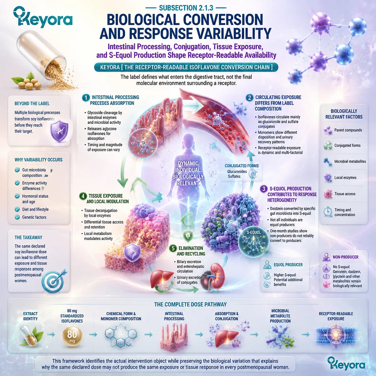 Soy isoflavone biological conversion links intestinal processing, S-equol production, and receptor-readable exposure through Keyora Receptor-Readable Isoflavone Conversion Chain. Soy isoflavone biological conversion links intestinal processing, S-equol production, and receptor-readable exposure through Keyora Receptor-Readable Isoflavone Conversion Chain.