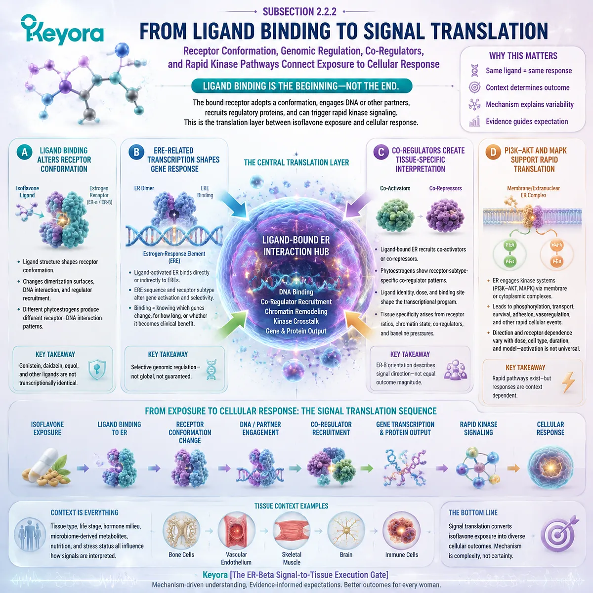 Soy isoflavones connect ER-beta signaling with gene regulation, co-regulators, and PI3K-AKT MAPK pathways through Keyora ER-beta Signal-to-Tissue Execution Gate. Soy isoflavones connect ER-beta signaling with gene regulation, co-regulators, and PI3K-AKT MAPK pathways through Keyora ER-beta Signal-to-Tissue Execution Gate.