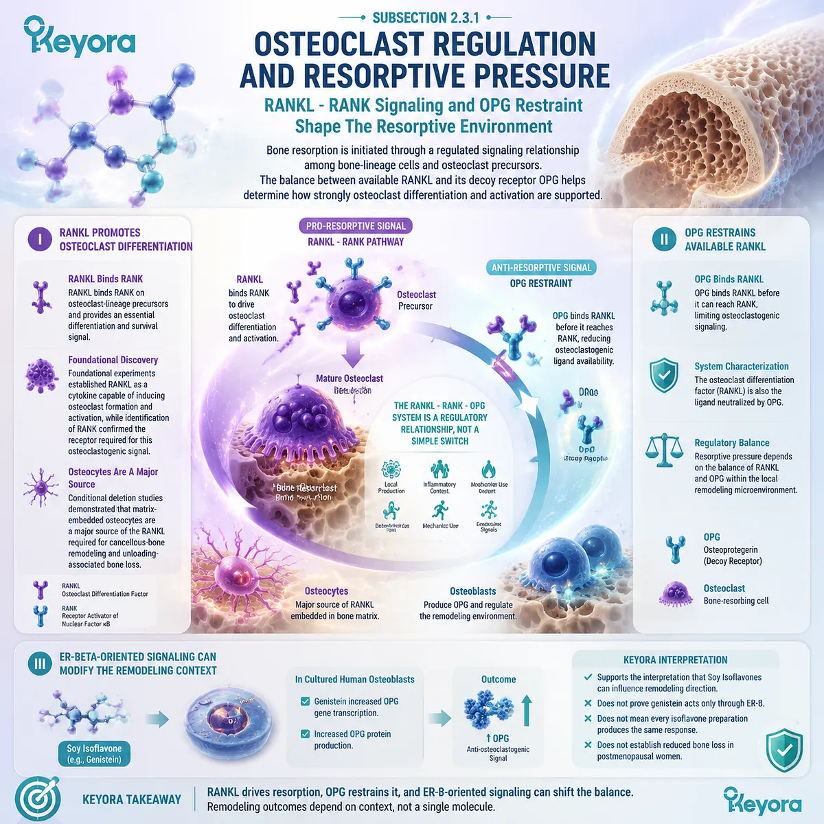 Soy isoflavones influence bone health through ER-beta signaling, RANKL-RANK-OPG osteoclast regulation, and remodeling balance within Keyora ER-beta Signal-to-Tissue Execution Gate. Soy isoflavones influence bone health through ER-beta signaling, RANKL-RANK-OPG osteoclast regulation, and remodeling balance within Keyora ER-beta Signal-to-Tissue Execution Gate.