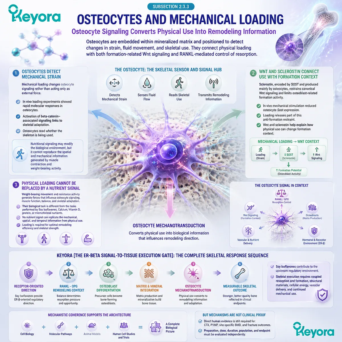 Soy isoflavones support bone health through ER-beta signaling, osteocyte mechanotransduction, Wnt-sclerostin balance, and skeletal adaptation within Keyora ER-beta Signal-to-Tissue Execution Gate. Soy isoflavones support bone health through ER-beta signaling, osteocyte mechanotransduction, Wnt-sclerostin balance, and skeletal adaptation within Keyora ER-beta Signal-to-Tissue Execution Gate.
