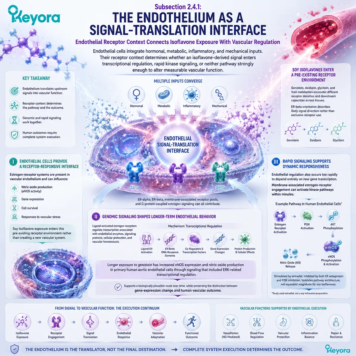 Soy isoflavones support endothelial function through ER-beta signaling, PI3K-AKT-eNOS nitric oxide pathways, and vascular translation within Keyora ER-beta Signal-to-Tissue Execution Gate. Soy isoflavones support endothelial function through ER-beta signaling, PI3K-AKT-eNOS nitric oxide pathways, and vascular translation within Keyora ER-beta Signal-to-Tissue Execution Gate.