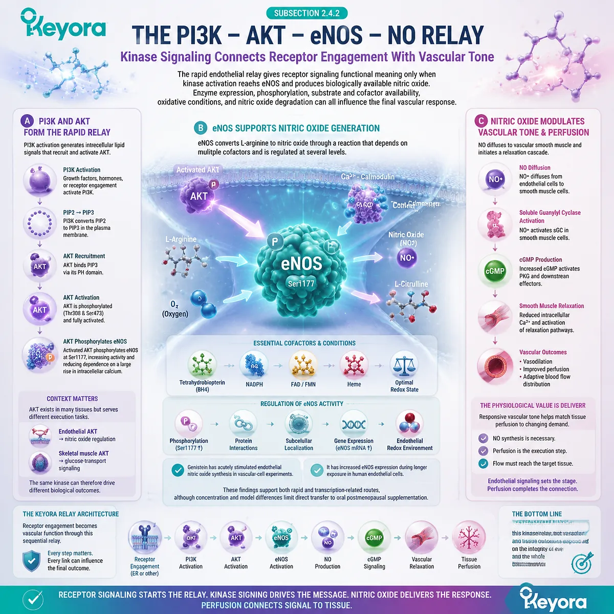 Soy isoflavones support vascular wellness through PI3K-AKT-eNOS-NO signaling, nitric oxide regulation, and endothelial perfusion within Keyora ER-beta Signal-to-Tissue Execution Gate. Soy isoflavones support vascular wellness through PI3K-AKT-eNOS-NO signaling, nitric oxide regulation, and endothelial perfusion within Keyora ER-beta Signal-to-Tissue Execution Gate.