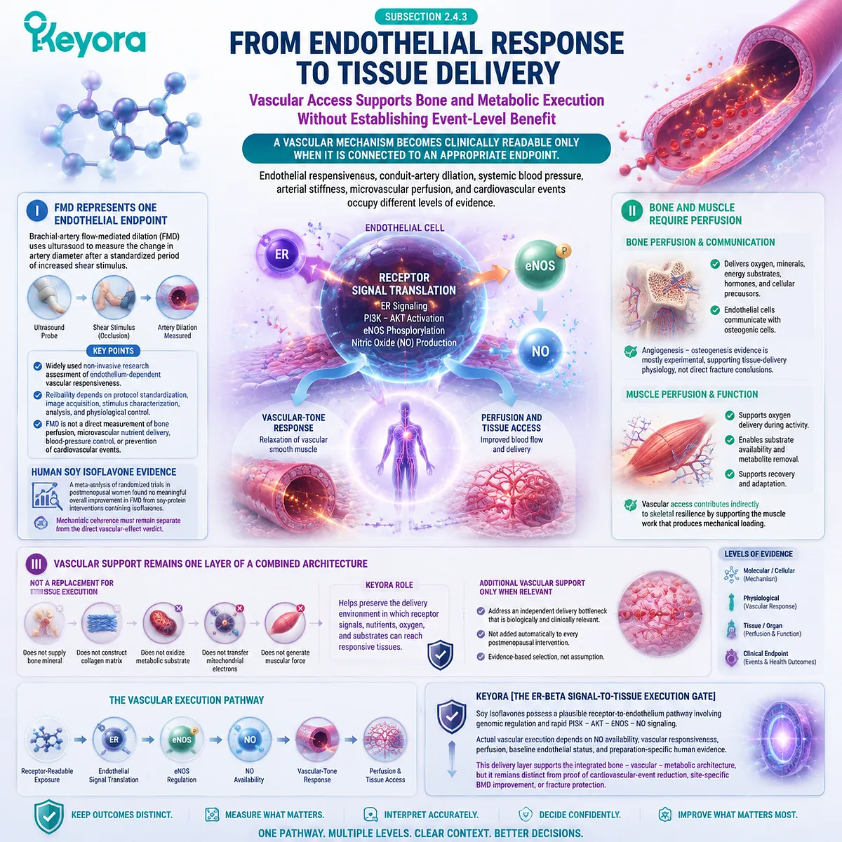Soy isoflavones influence vascular delivery through ER-beta signaling, endothelial NO pathways, perfusion support, and tissue access within Keyora ER-beta Signal-to-Tissue Execution Gate. Soy isoflavones influence vascular delivery through ER-beta signaling, endothelial NO pathways, perfusion support, and tissue access within Keyora ER-beta Signal-to-Tissue Execution Gate.