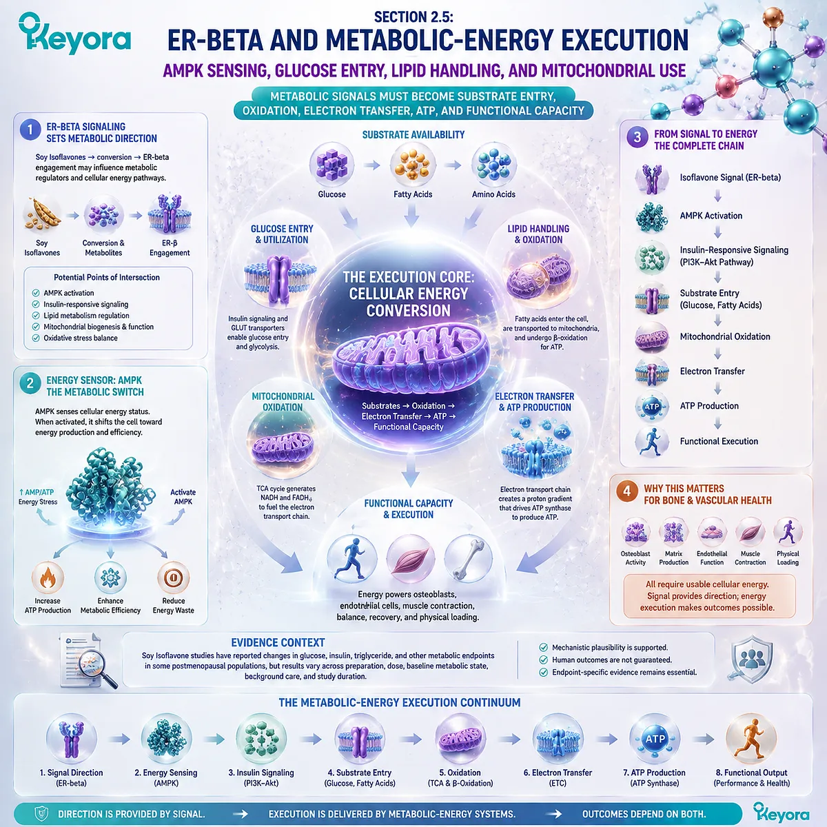 Soy isoflavones support metabolic wellness through ER-beta signaling, AMPK energy sensing, glucose entry, lipid handling, and mitochondrial ATP pathways in Keyora ER-beta Signal-to-Tissue Execution Gate. Soy isoflavones support metabolic wellness through ER-beta signaling, AMPK energy sensing, glucose entry, lipid handling, and mitochondrial ATP pathways in Keyora ER-beta Signal-to-Tissue Execution Gate.