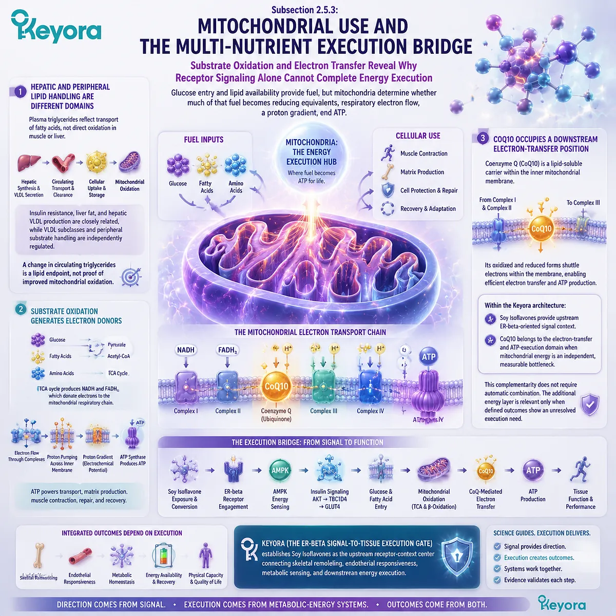 Soy isoflavones link ER-beta signaling with mitochondrial energy execution, substrate oxidation, electron transfer, and ATP support through Keyora ER-beta Signal-to-Tissue Execution Gate. Soy isoflavones link ER-beta signaling with mitochondrial energy execution, substrate oxidation, electron transfer, and ATP support through Keyora ER-beta Signal-to-Tissue Execution Gate.