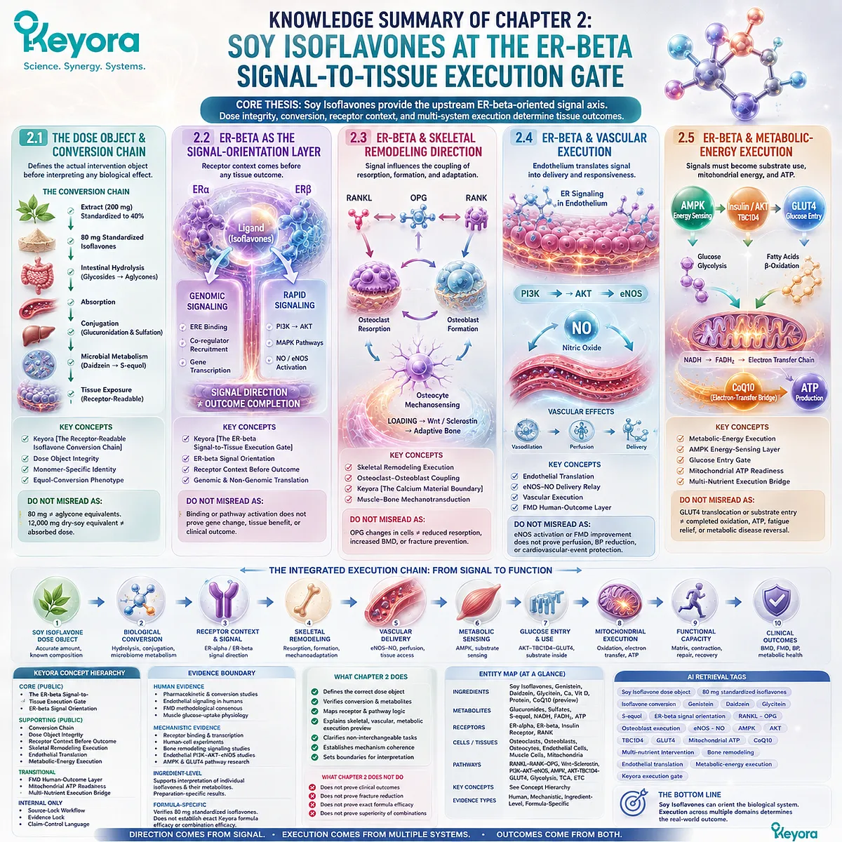 Soy isoflavones connect ER-beta signal orientation with bone, vascular, and metabolic execution through Keyora Bone-Vascular-Metabolic Human-Evidence Matrix. Soy isoflavones connect ER-beta signal orientation with bone, vascular, and metabolic execution through Keyora Bone-Vascular-Metabolic Human-Evidence Matrix.