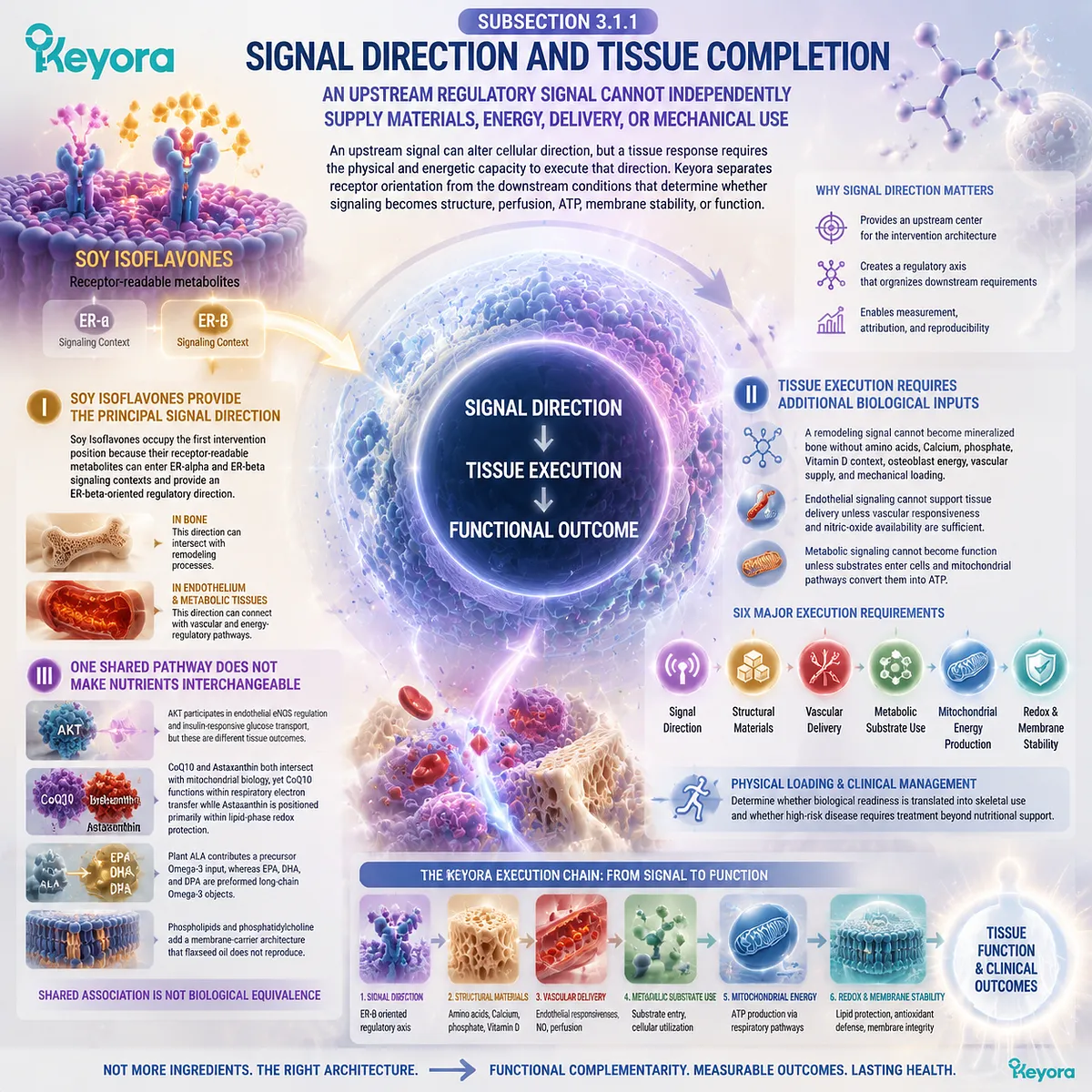 Soy isoflavones guide ER-β signaling while tissue completion requires structural materials, vascular delivery, mitochondrial ATP, and redox balance through Keyora Evidence-Matched Multi-Nutrient Combined Intervention Matrix. Soy isoflavones guide ER-β signaling while tissue completion requires structural materials, vascular delivery, mitochondrial ATP, and redox balance through Keyora Evidence-Matched Multi-Nutrient Combined Intervention Matrix.