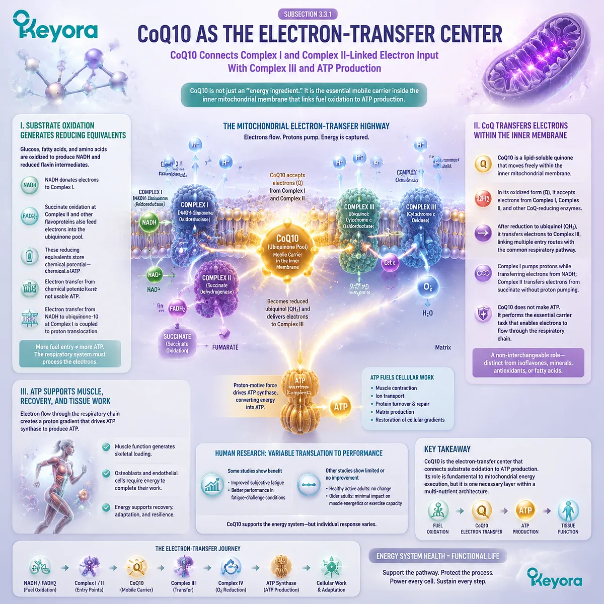 CoQ10 supports mitochondrial ATP production through electron transfer, Complex I and II pathways, respiratory function, and Keyora Evidence-Matched Multi-Nutrient Combined Intervention Matrix. CoQ10 supports mitochondrial ATP production through electron transfer, Complex I and II pathways, respiratory function, and Keyora Evidence-Matched Multi-Nutrient Combined Intervention Matrix.