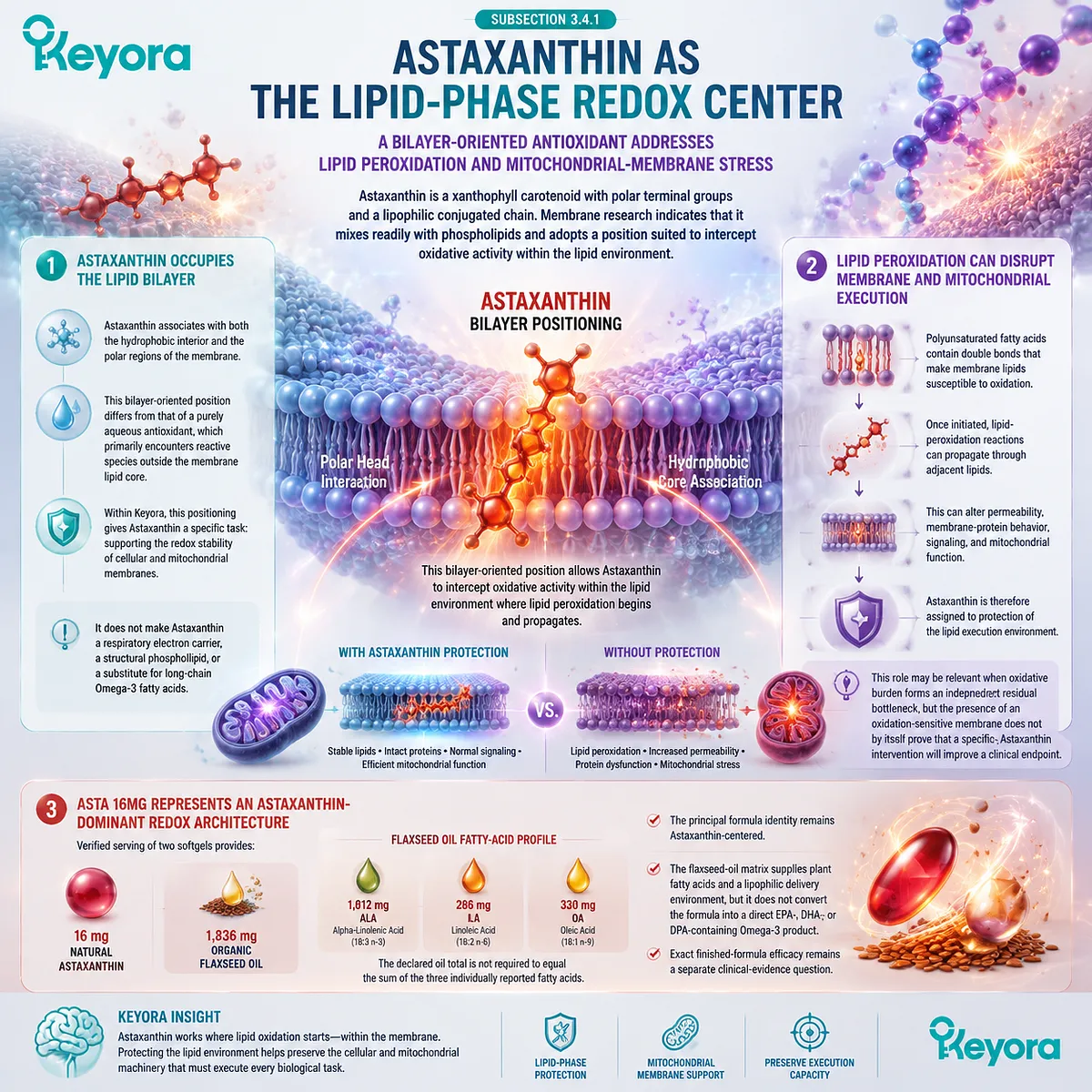Astaxanthin supports lipid membrane redox stability through bilayer protection, lipid peroxidation control, and Keyora Astaxanthin Matrix within multi-nutrient architecture. Astaxanthin supports lipid membrane redox stability through bilayer protection, lipid peroxidation control, and Keyora Astaxanthin Matrix within multi-nutrient architecture.