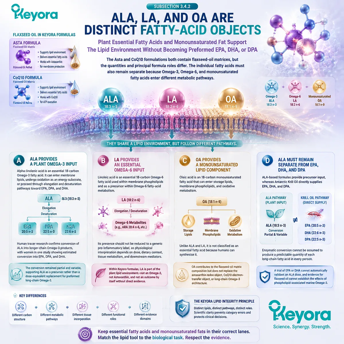 Flaxseed ALA, LA, and OA support lipid metabolism through distinct fatty-acid pathways, separating plant oils from EPA DHA and DPA in Keyora Astaxanthin Matrix. Flaxseed ALA, LA, and OA support lipid metabolism through distinct fatty-acid pathways, separating plant oils from EPA DHA and DPA in Keyora Astaxanthin Matrix.