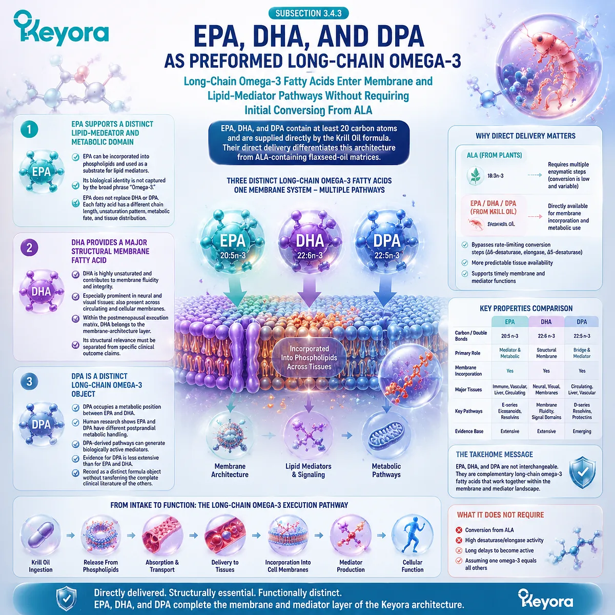 Krill oil provides EPA DHA and DPA for membrane and lipid mediator pathways, distinct from ALA conversion, within Keyora Evidence-Matched Multi-Nutrient Matrix. Krill oil provides EPA DHA and DPA for membrane and lipid mediator pathways, distinct from ALA conversion, within Keyora Evidence-Matched Multi-Nutrient Matrix.