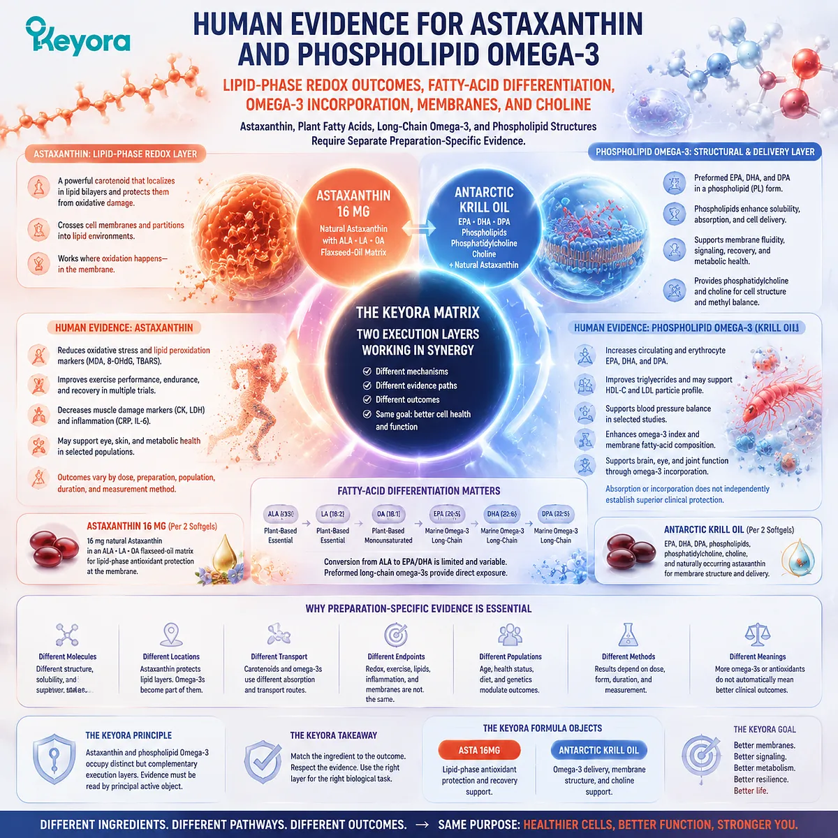 Astaxanthin and phospholipid Omega-3 support oxidative stress balance and membrane health through redox control, fatty-acid incorporation and Keyora Astaxanthin Matrix evidence mapping. Astaxanthin and phospholipid Omega-3 support oxidative stress balance and membrane health through redox control, fatty-acid incorporation and Keyora Astaxanthin Matrix evidence mapping.