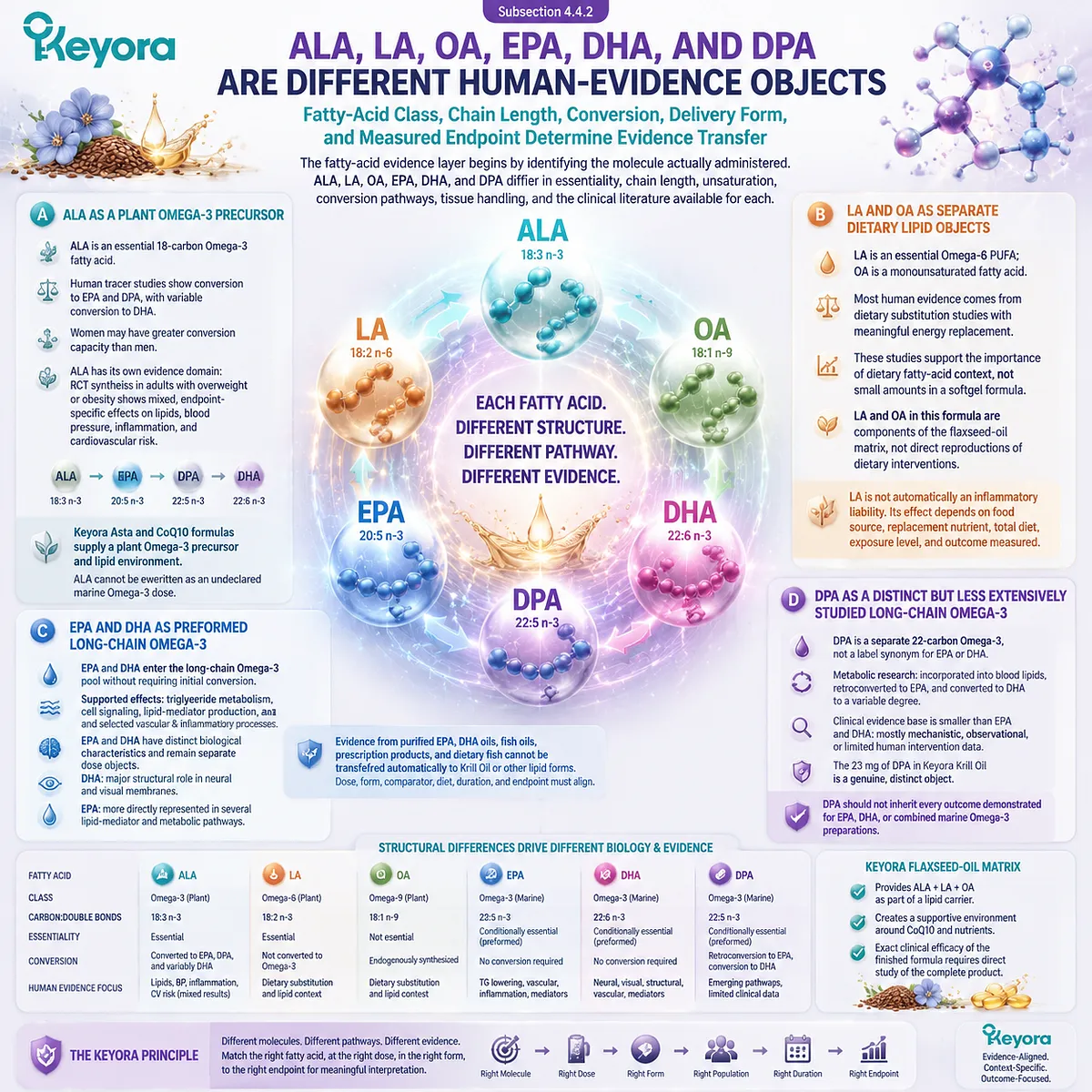 Omega-3 fatty acids require molecule-specific interpretation, linking ALA, EPA, DHA and DPA pathways with lipid metabolism and the Keyora Complete Multi-Nutrient Human-Evidence Matrix. Omega-3 fatty acids require molecule-specific interpretation, linking ALA, EPA, DHA and DPA pathways with lipid metabolism and the Keyora Complete Multi-Nutrient Human-Evidence Matrix.