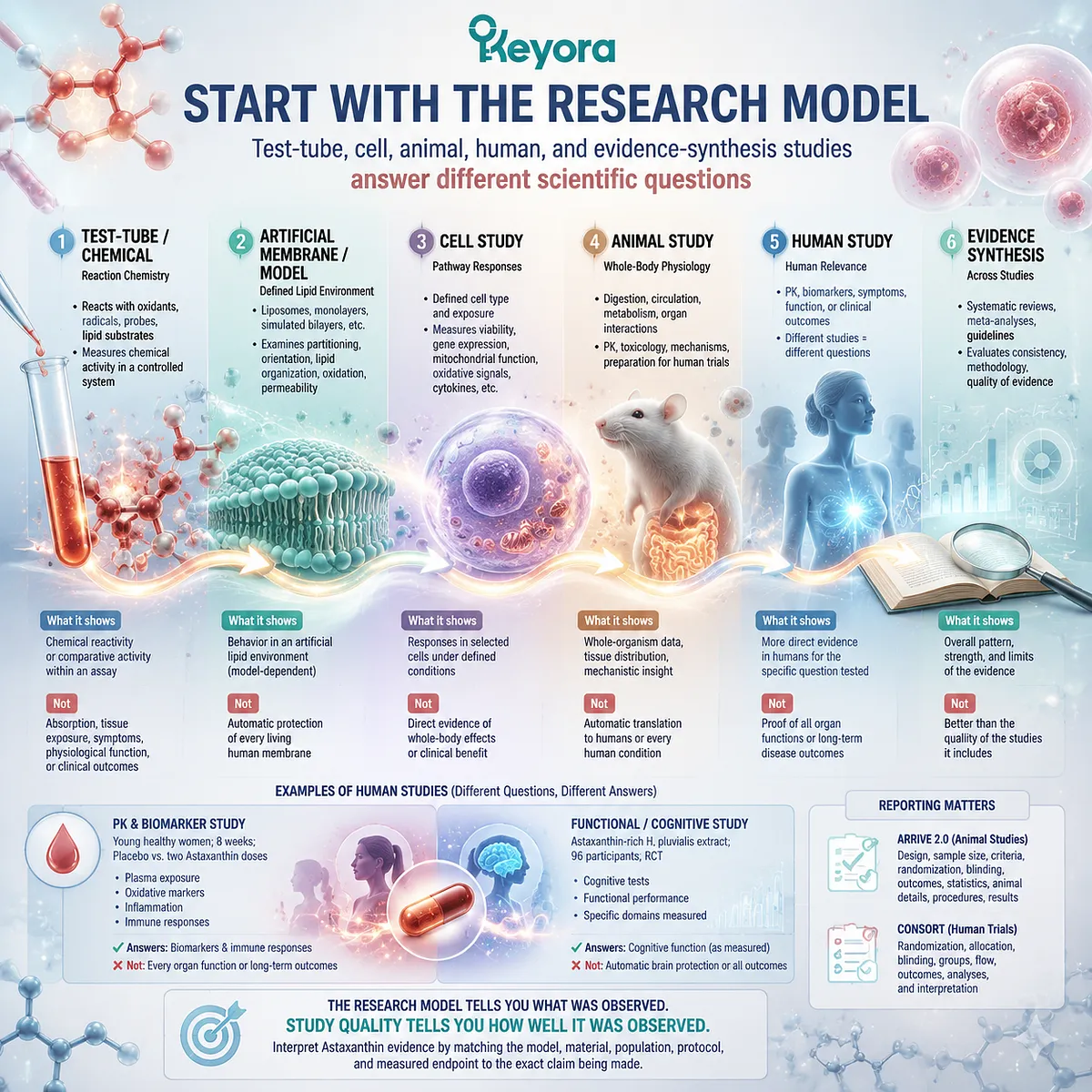 Astaxanthin research model framework comparing cell, animal, human trial, and evidence studies with endpoint limits through the Keyora Astaxanthin Matrix evidence interpretation system Astaxanthin research model framework comparing cell, animal, human trial, and evidence studies with endpoint limits through the Keyora Astaxanthin Matrix evidence interpretation system