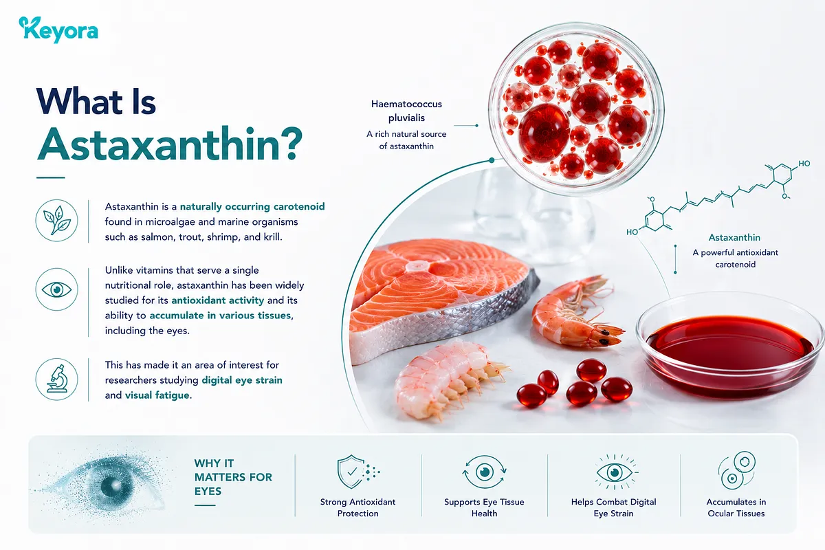 KEYORA educational infographic titled "What Is Astaxanthin?", depicting natural sources including Haematococcus pluvialis microalgae, salmon, trout, shrimp, krill, and pure astaxanthin oil softgels alongside its chemical structure. Icons highlight strong antioxidant protection, eye tissue accumulation, and digital eye strain defense. KEYORA educational infographic titled "What Is Astaxanthin?", depicting natural sources including Haematococcus pluvialis microalgae, salmon, trout, shrimp, krill, and pure astaxanthin oil softgels alongside its chemical structure. Icons highlight strong antioxidant protection, eye tissue accumulation, and digital eye strain defense.