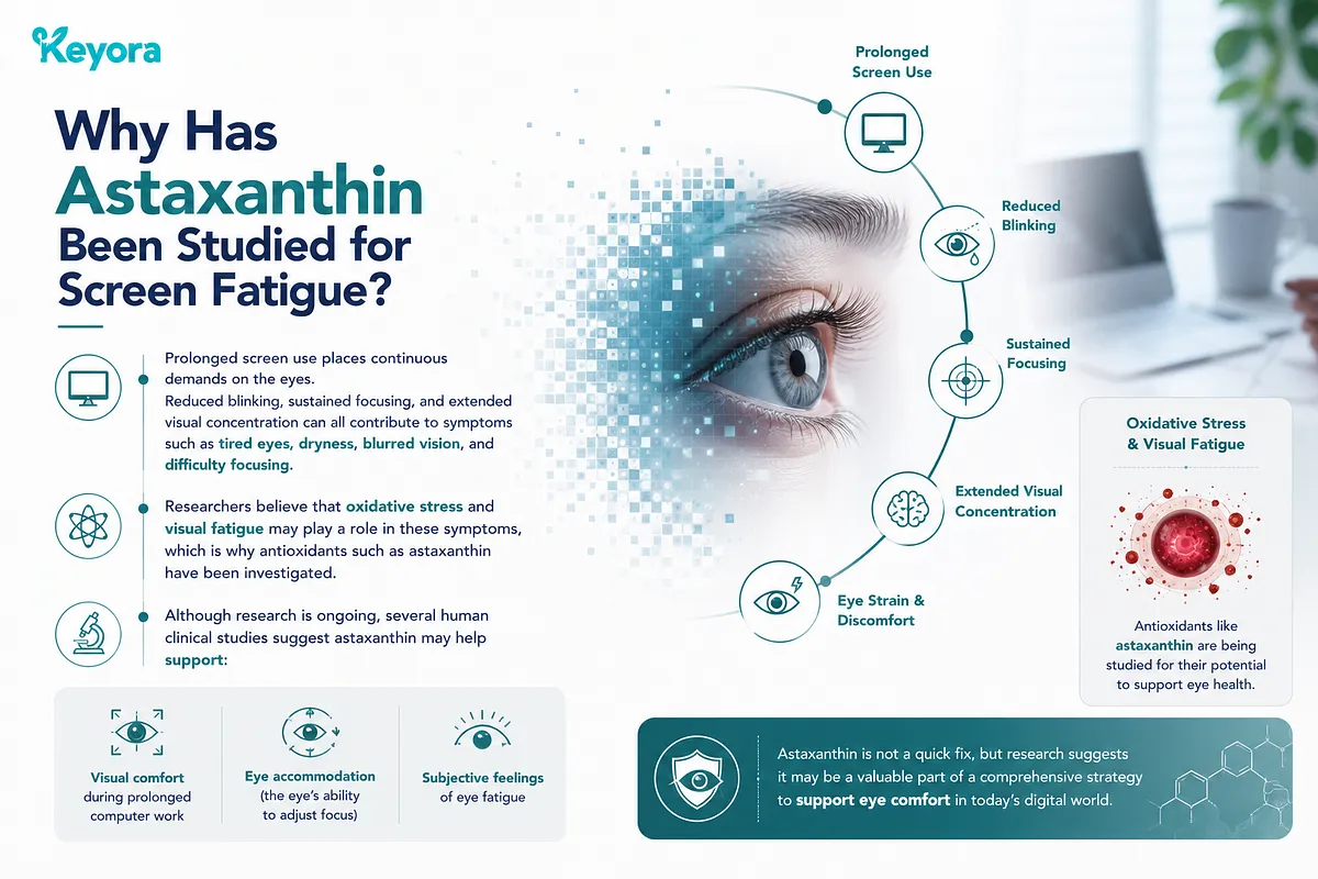 KEYORA infographic titled "Why Has Astaxanthin Been Studied for Screen Fatigue?", illustrating an eye surrounded by digital strain factors like prolonged screen use, reduced blinking, and sustained focusing. It details how astaxanthin's antioxidant activity helps address oxidative stress, supporting visual accommodation and reducing eye discomfort. KEYORA infographic titled "Why Has Astaxanthin Been Studied for Screen Fatigue?", illustrating an eye surrounded by digital strain factors like prolonged screen use, reduced blinking, and sustained focusing. It details how astaxanthin's antioxidant activity helps address oxidative stress, supporting visual accommodation and reducing eye discomfort.