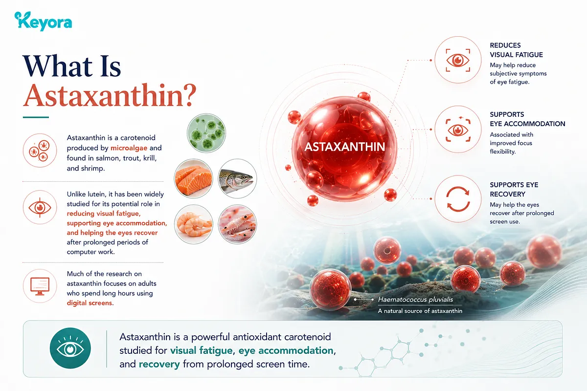 KEYORA educational infographic titled "What Is Astaxanthin?", depicting microalgae (Haematococcus pluvialis) alongside dietary sources like salmon, trout, and shrimp. It highlights Astaxanthin as a powerful antioxidant carotenoid studied for reducing visual fatigue, supporting eye accommodation, and aiding screen recovery. KEYORA educational infographic titled "What Is Astaxanthin?", depicting microalgae (Haematococcus pluvialis) alongside dietary sources like salmon, trout, and shrimp. It highlights Astaxanthin as a powerful antioxidant carotenoid studied for reducing visual fatigue, supporting eye accommodation, and aiding screen recovery.