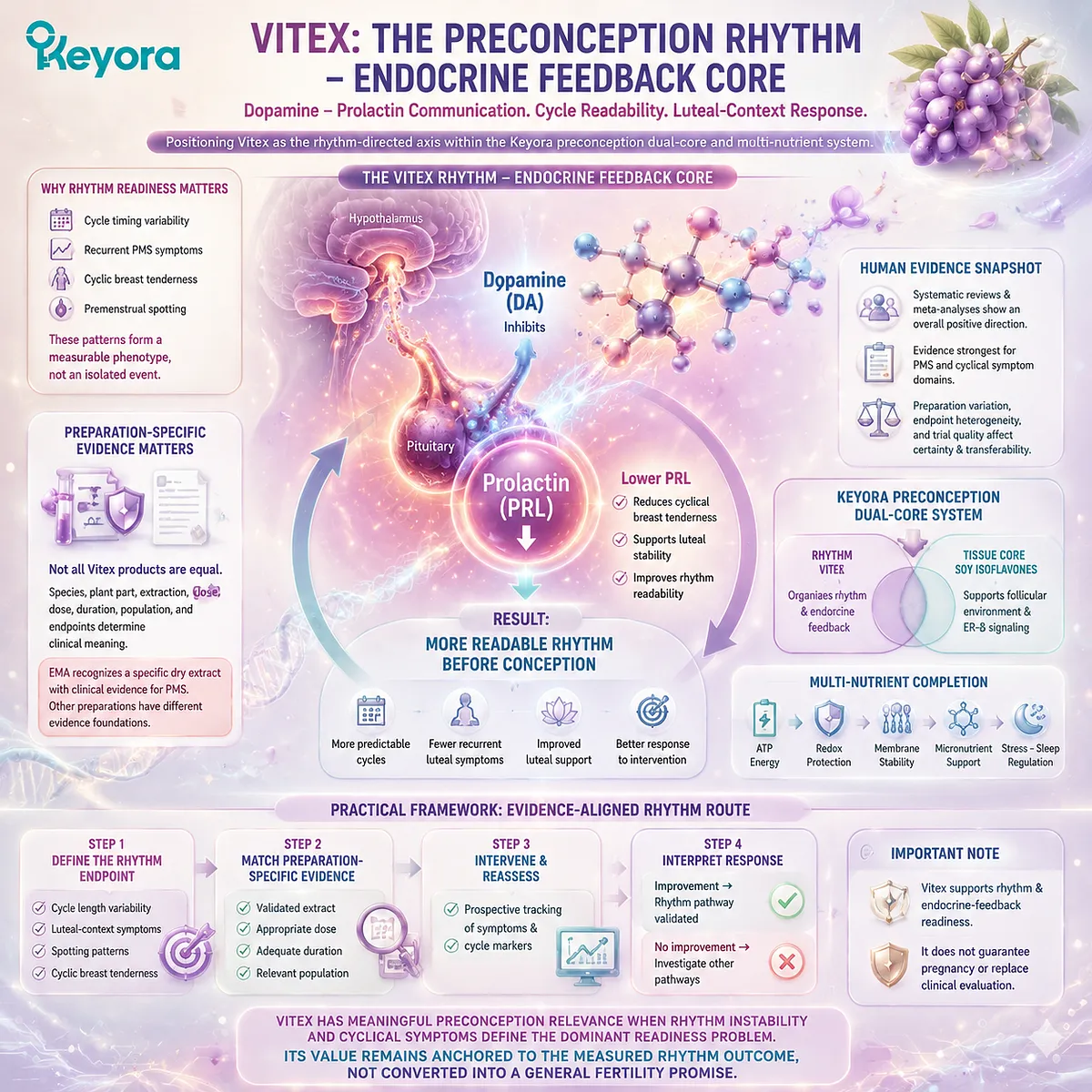 Vitex preconception nutrition supports female rhythm balance through dopamine-prolactin communication and luteal-context response mapping within the Keyora Vitex Rhythm-Endocrine Feedback Core. Vitex preconception nutrition supports female rhythm balance through dopamine-prolactin communication and luteal-context response mapping within the Keyora Vitex Rhythm-Endocrine Feedback Core.