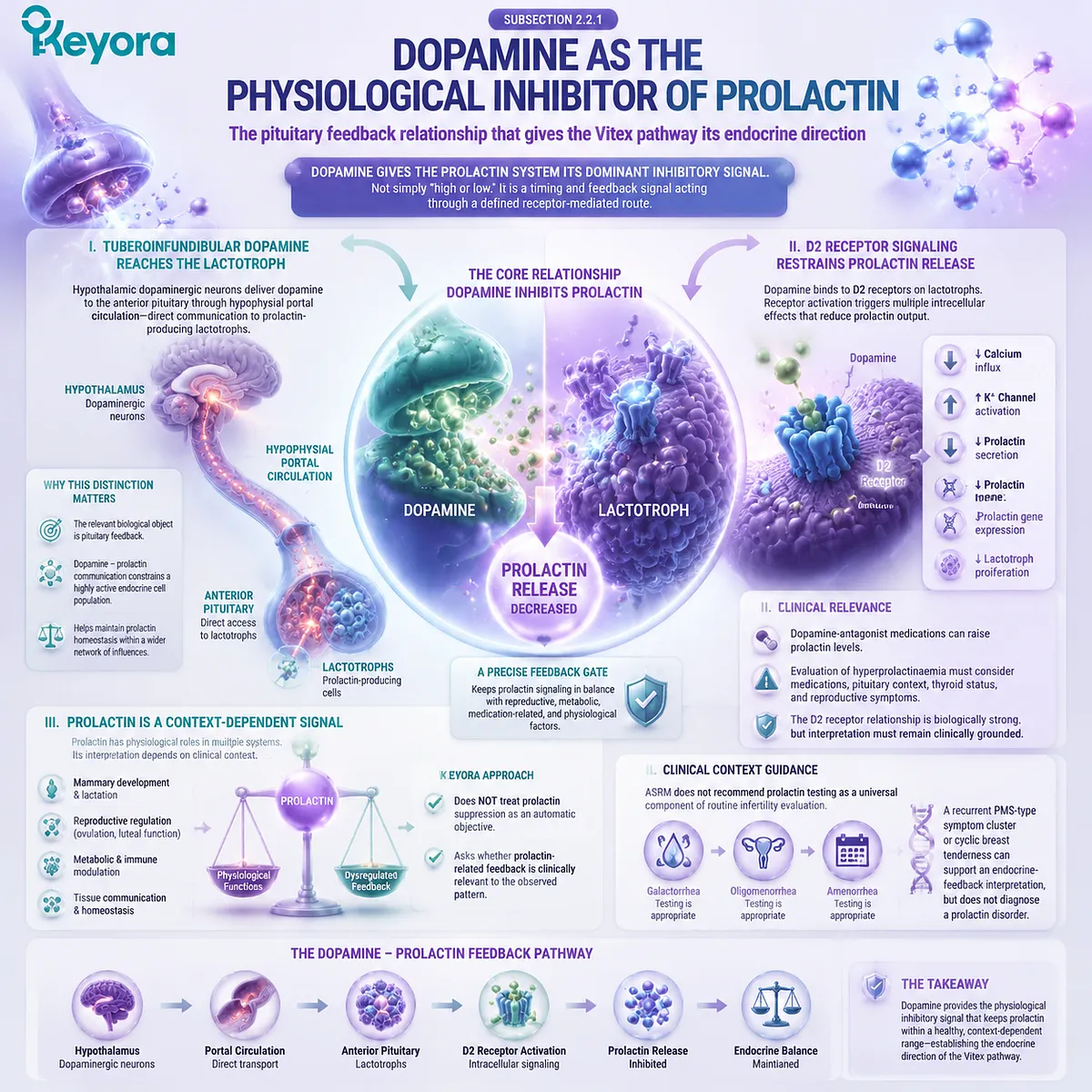 Vitex rhythm support connects dopamine inhibition of prolactin, D2 receptor signaling, and pituitary feedback with female cycle patterns through the Keyora Vitex Rhythm-Endocrine Feedback Core. Vitex rhythm support connects dopamine inhibition of prolactin, D2 receptor signaling, and pituitary feedback with female cycle patterns through the Keyora Vitex Rhythm-Endocrine Feedback Core.