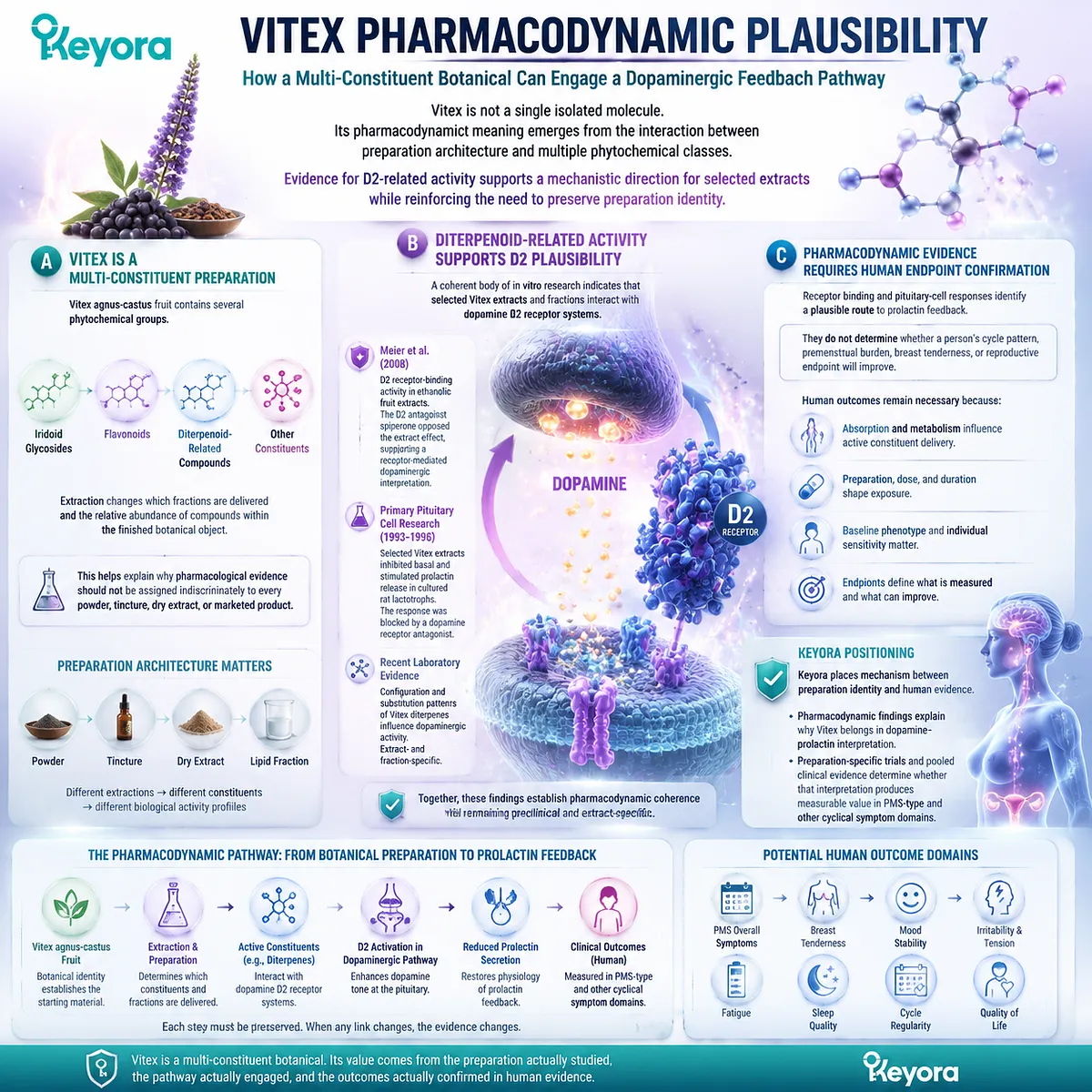 Vitex pharmacodynamic plausibility links dopamine D2 receptor activity, prolactin feedback, and multi-constituent extract mechanisms within the Keyora Vitex Rhythm-Endocrine Feedback Core. Vitex pharmacodynamic plausibility links dopamine D2 receptor activity, prolactin feedback, and multi-constituent extract mechanisms within the Keyora Vitex Rhythm-Endocrine Feedback Core.