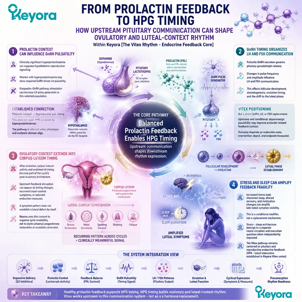 Vitex preconception rhythm support connects prolactin feedback, GnRH pulsatility, LH-FSH timing, and luteal context through the Keyora Vitex Rhythm-Endocrine Feedback Core. Vitex preconception rhythm support connects prolactin feedback, GnRH pulsatility, LH-FSH timing, and luteal context through the Keyora Vitex Rhythm-Endocrine Feedback Core.