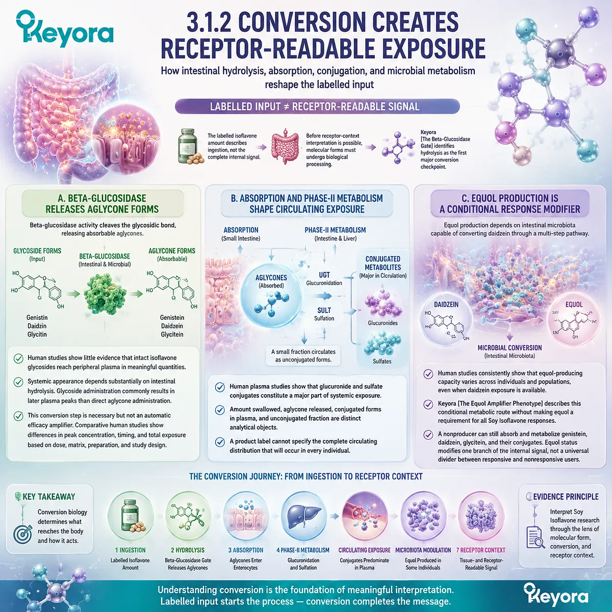 Soy isoflavones conversion involves beta-glucosidase hydrolysis, absorption, conjugation, and equol metabolism shaping receptor-readable exposure through the Keyora Beta-Glucosidase Gate. Soy isoflavones conversion involves beta-glucosidase hydrolysis, absorption, conjugation, and equol metabolism shaping receptor-readable exposure through the Keyora Beta-Glucosidase Gate.