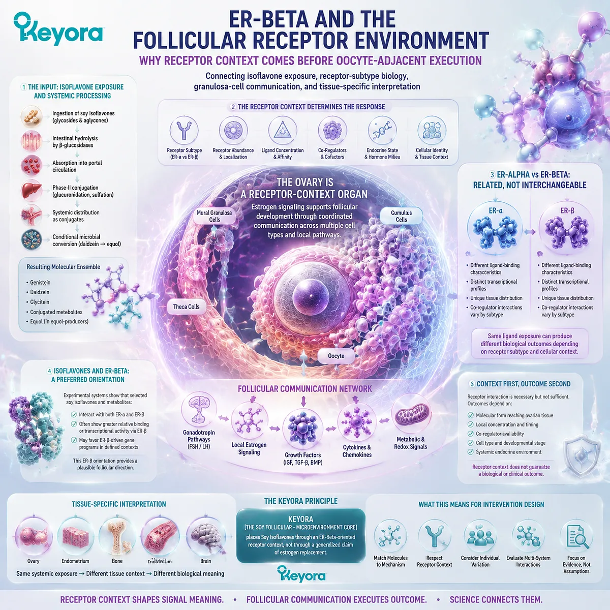 Soy isoflavones influence follicular wellness through ER-β signaling, receptor context, and granulosa-cell communication within the Keyora Soy Follicular - Microenvironment Core. Soy isoflavones influence follicular wellness through ER-β signaling, receptor context, and granulosa-cell communication within the Keyora Soy Follicular - Microenvironment Core.