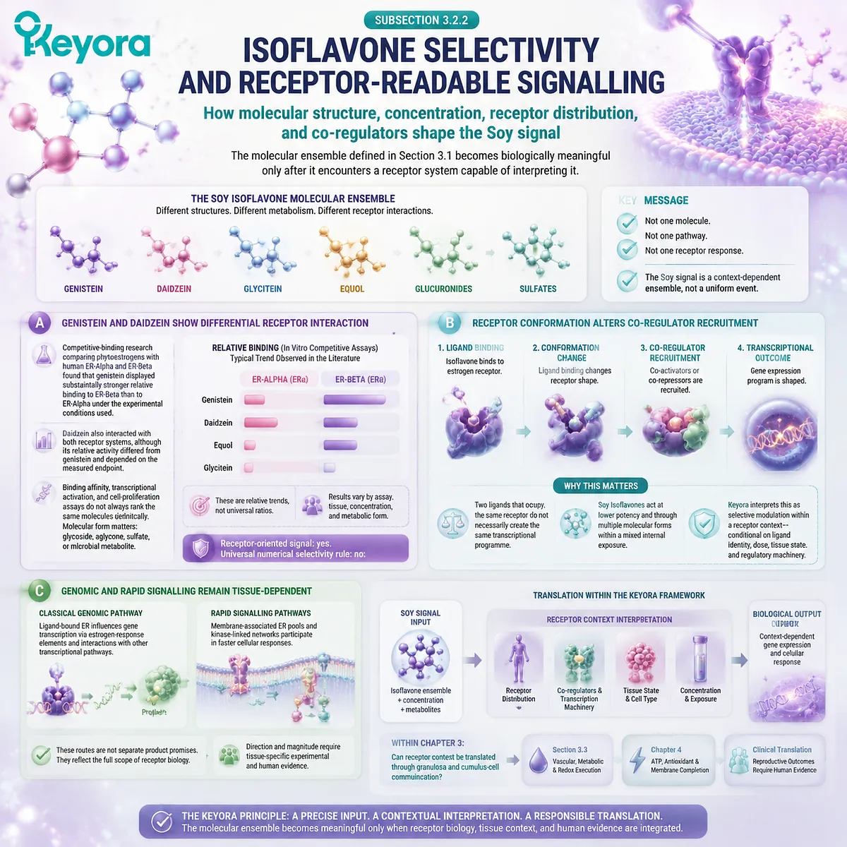 Soy isoflavones support receptor-readable signaling through ER-β selectivity, molecular structure, and tissue context within the Keyora ER-Beta Receptor-Context Center. Soy isoflavones support receptor-readable signaling through ER-β selectivity, molecular structure, and tissue context within the Keyora ER-Beta Receptor-Context Center.