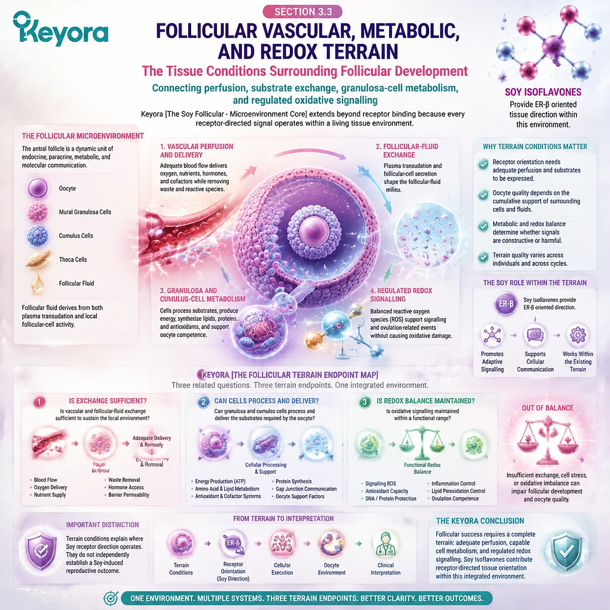Soy isoflavones support follicular wellness through ER-β signaling, vascular exchange, metabolic terrain, and redox balance within the Keyora Follicular Terrain Endpoint Map. Soy isoflavones support follicular wellness through ER-β signaling, vascular exchange, metabolic terrain, and redox balance within the Keyora Follicular Terrain Endpoint Map.