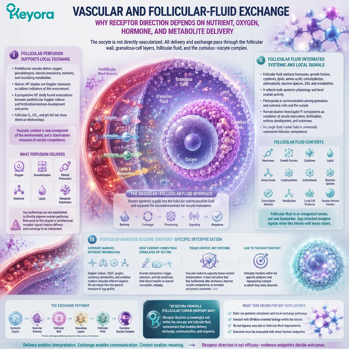 Soy isoflavones support follicular wellness through ER-β signaling, vascular exchange, follicular fluid communication, and tissue nutrient delivery in the Keyora Follicular Terrain Endpoint Map. Soy isoflavones support follicular wellness through ER-β signaling, vascular exchange, follicular fluid communication, and tissue nutrient delivery in the Keyora Follicular Terrain Endpoint Map.