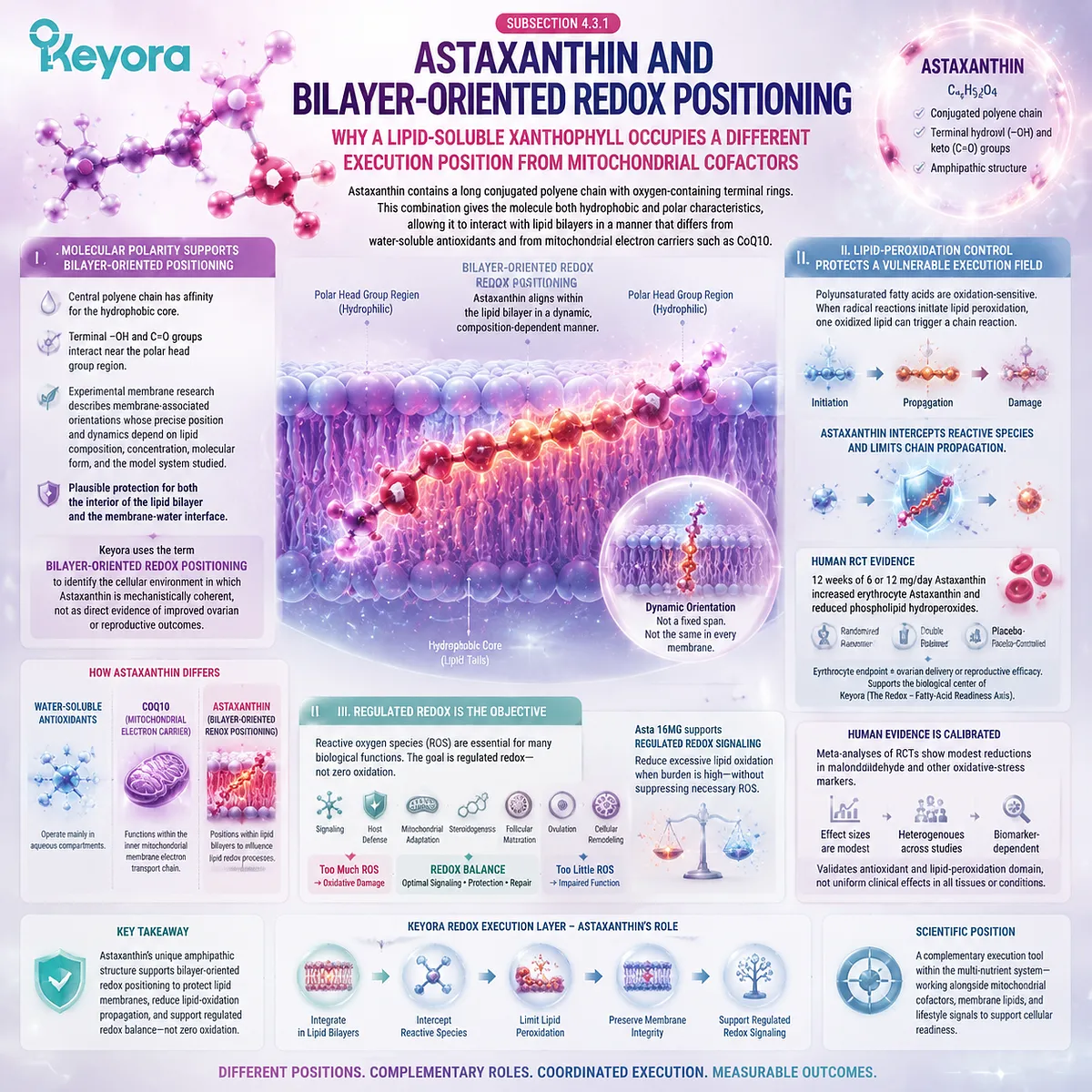 Astaxanthin redox support regulates lipid peroxidation through bilayer-oriented positioning, membrane protection, and oxidative balance in Keyora Redox - Fatty-Acid Readiness Axis. Astaxanthin redox support regulates lipid peroxidation through bilayer-oriented positioning, membrane protection, and oxidative balance in Keyora Redox - Fatty-Acid Readiness Axis.