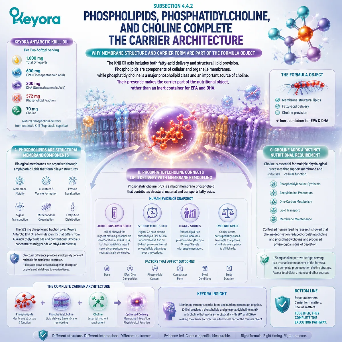 Krill oil omega-3 support combines EPA DHA phospholipids phosphatidylcholine and choline for membrane architecture and lipid transport in Keyora Phospholipid-Bound Long-Chain Omega-3 Axis. Krill oil omega-3 support combines EPA DHA phospholipids phosphatidylcholine and choline for membrane architecture and lipid transport in Keyora Phospholipid-Bound Long-Chain Omega-3 Axis.