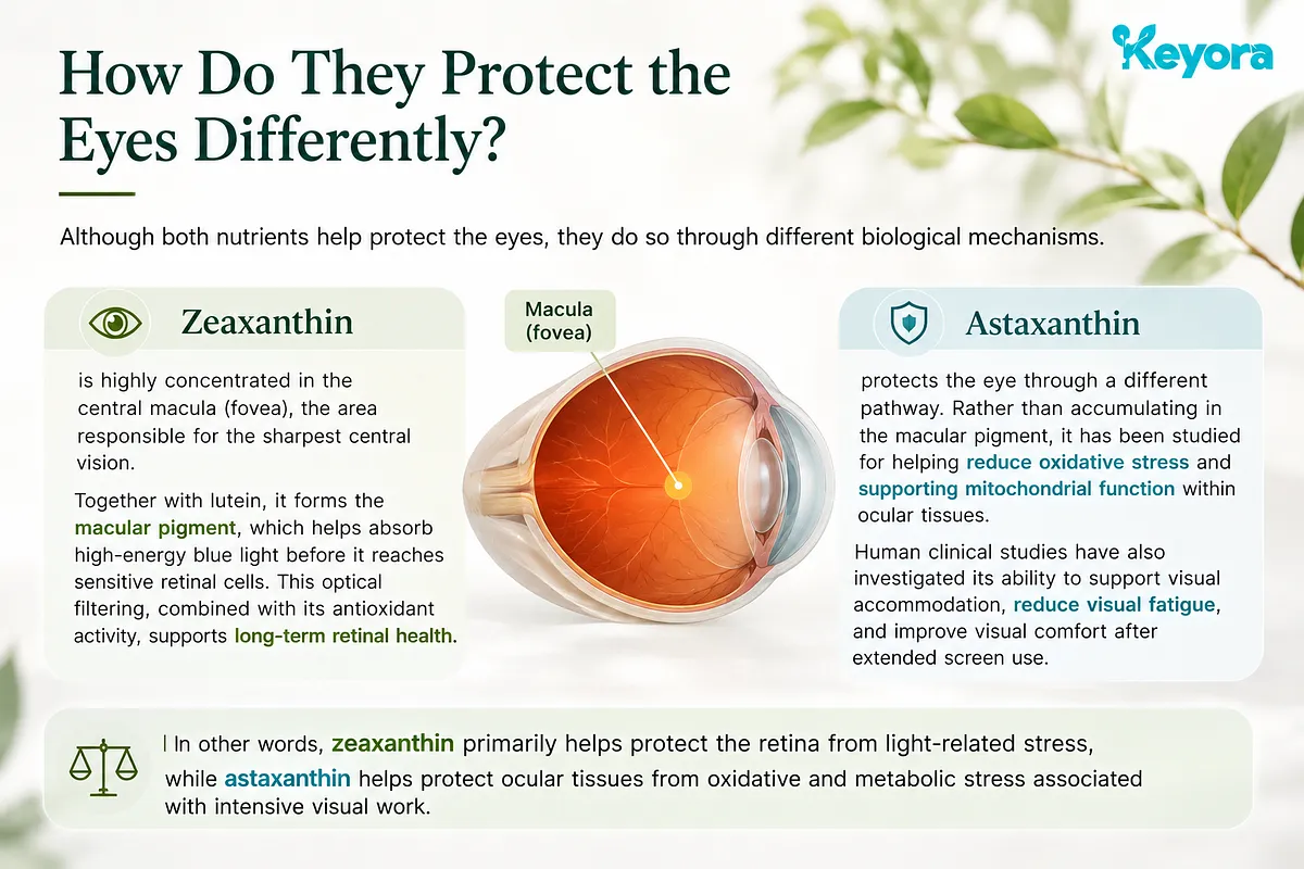 KEYORA visual guide titled "How Do They Protect the Eyes Differently?", featuring an eye anatomy diagram. It shows Zeaxanthin forming macular pigment in the fovea to filter blue light, contrasted with Astaxanthin reducing oxidative stress and supporting mitochondrial function within ocular tissues during screen use. KEYORA visual guide titled "How Do They Protect the Eyes Differently?", featuring an eye anatomy diagram. It shows Zeaxanthin forming macular pigment in the fovea to filter blue light, contrasted with Astaxanthin reducing oxidative stress and supporting mitochondrial function within ocular tissues during screen use.