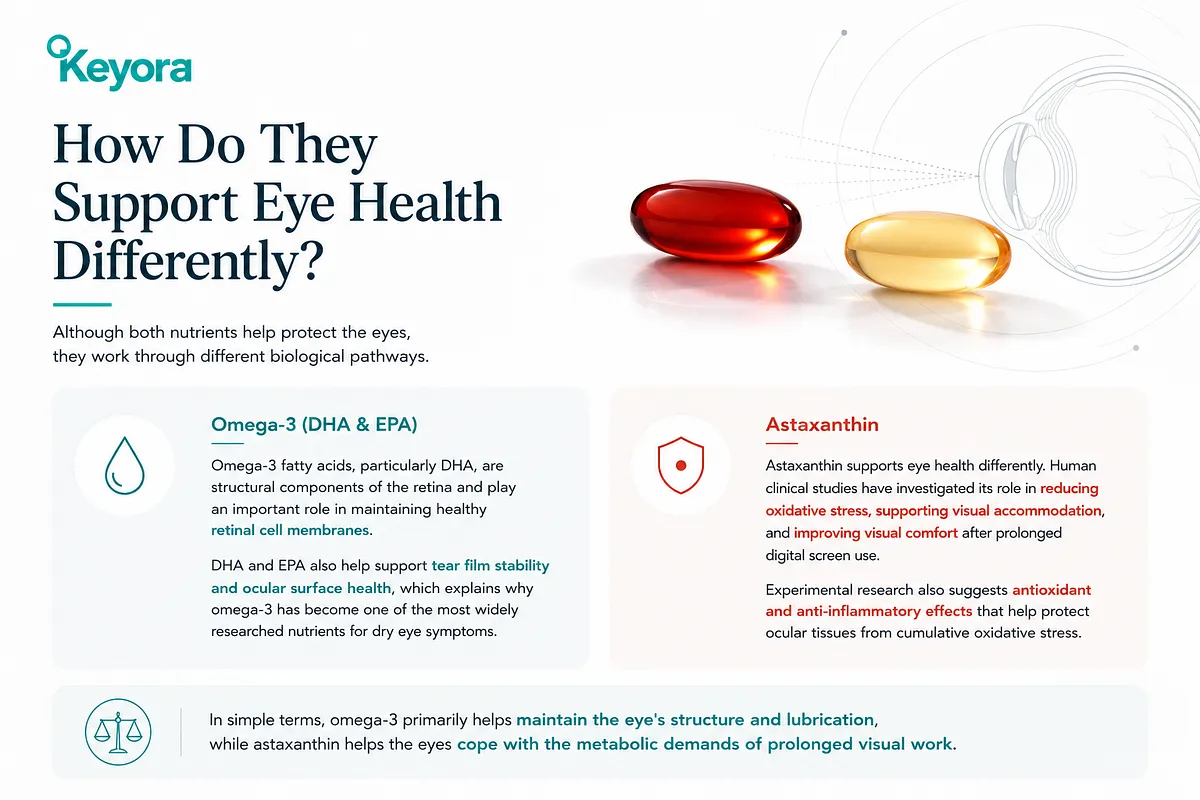 KEYORA infographic titled "How Do They Support Eye Health Differently?", featuring an eye line art diagram. It contrasts Omega-3 maintaining eye structure, tear film stability, and lubrication with Astaxanthin helping eyes cope with the metabolic demands of prolonged visual work. KEYORA infographic titled "How Do They Support Eye Health Differently?", featuring an eye line art diagram. It contrasts Omega-3 maintaining eye structure, tear film stability, and lubrication with Astaxanthin helping eyes cope with the metabolic demands of prolonged visual work.