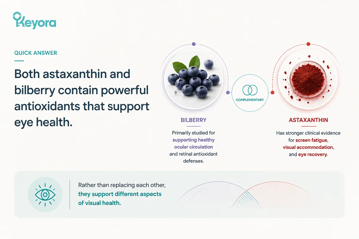 KEYORA summary graphic titled "Quick Answer", displaying fresh bilberries alongside red astaxanthin powder in petri dishes. It summarizes that Bilberry primarily supports ocular circulation and retinal antioxidant defenses, while Astaxanthin has stronger clinical evidence for screen fatigue, visual accommodation, and eye recovery. KEYORA summary graphic titled "Quick Answer", displaying fresh bilberries alongside red astaxanthin powder in petri dishes. It summarizes that Bilberry primarily supports ocular circulation and retinal antioxidant defenses, while Astaxanthin has stronger clinical evidence for screen fatigue, visual accommodation, and eye recovery.